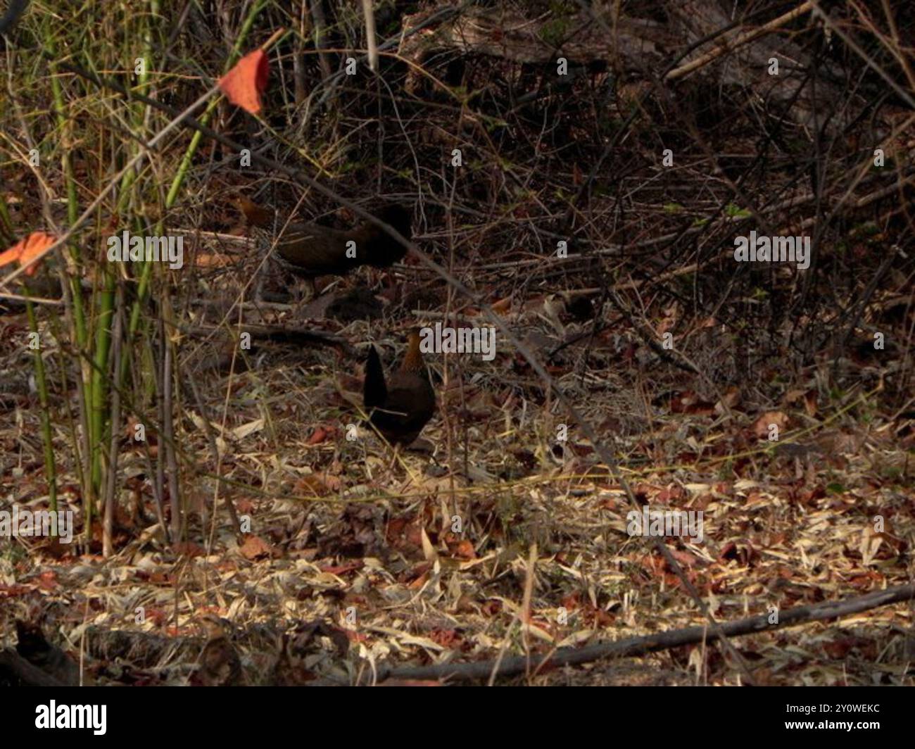 Sauvagine grise (Gallus sonneratii) Aves Banque D'Images