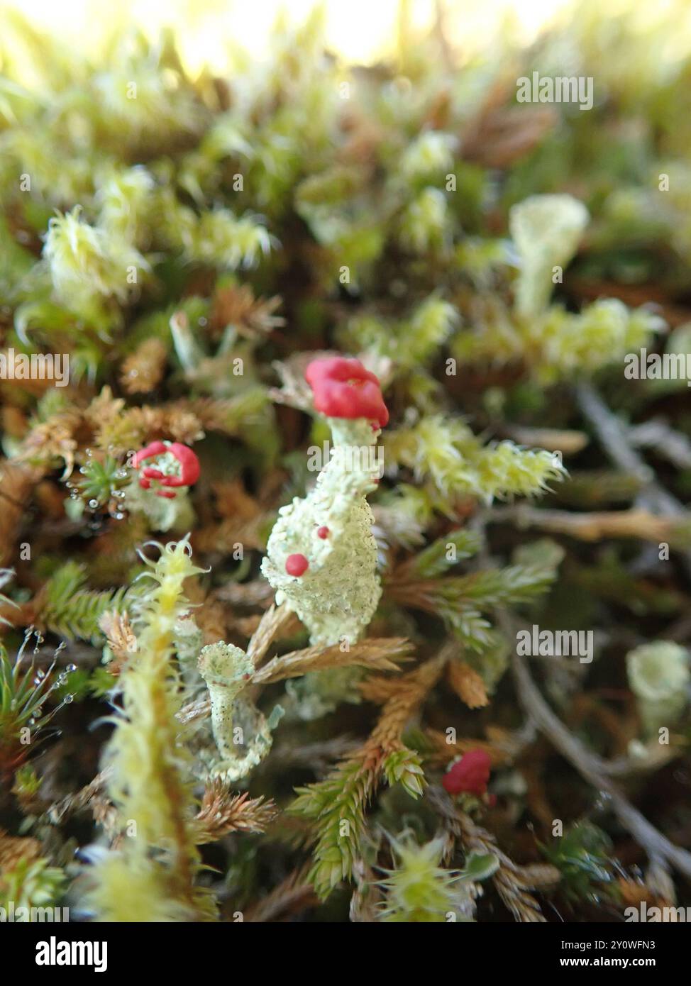 Soldats jouets (Cladonia bellidiflora) champignons Banque D'Images