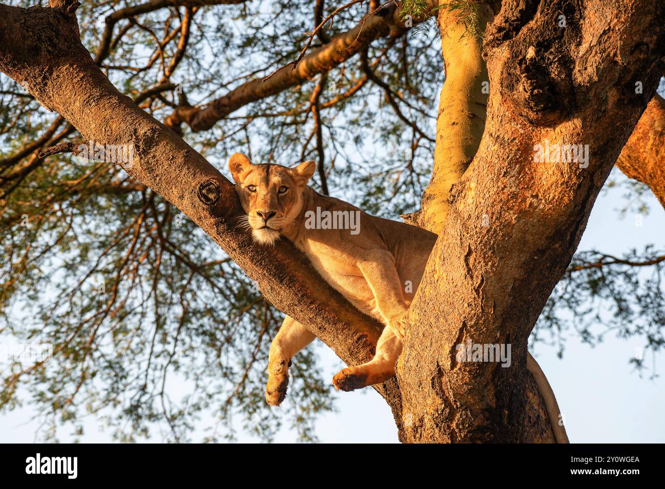 Un lion grimpant aux arbres dans le parc national Ishasha Queen Elizabeth Ouganda Banque D'Images