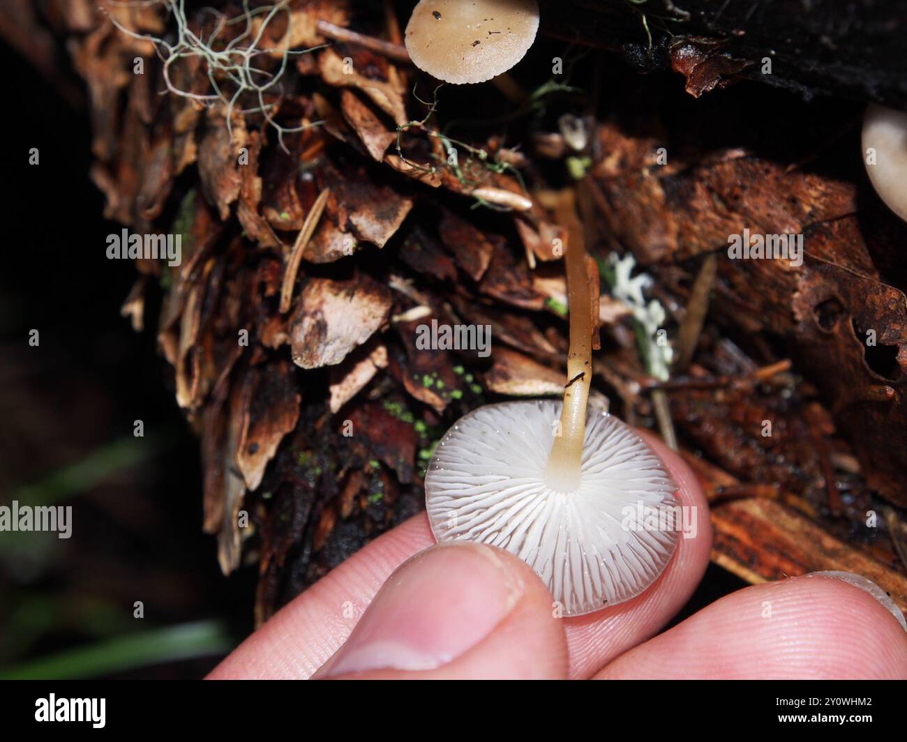 Champignons de la calotte Sprucecone (Strobilurus esculentus) Banque D'Images