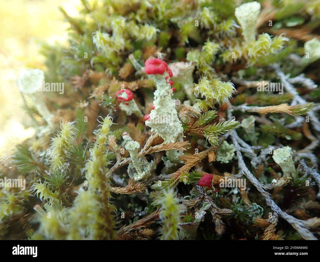 Soldats jouets (Cladonia bellidiflora) champignons Banque D'Images