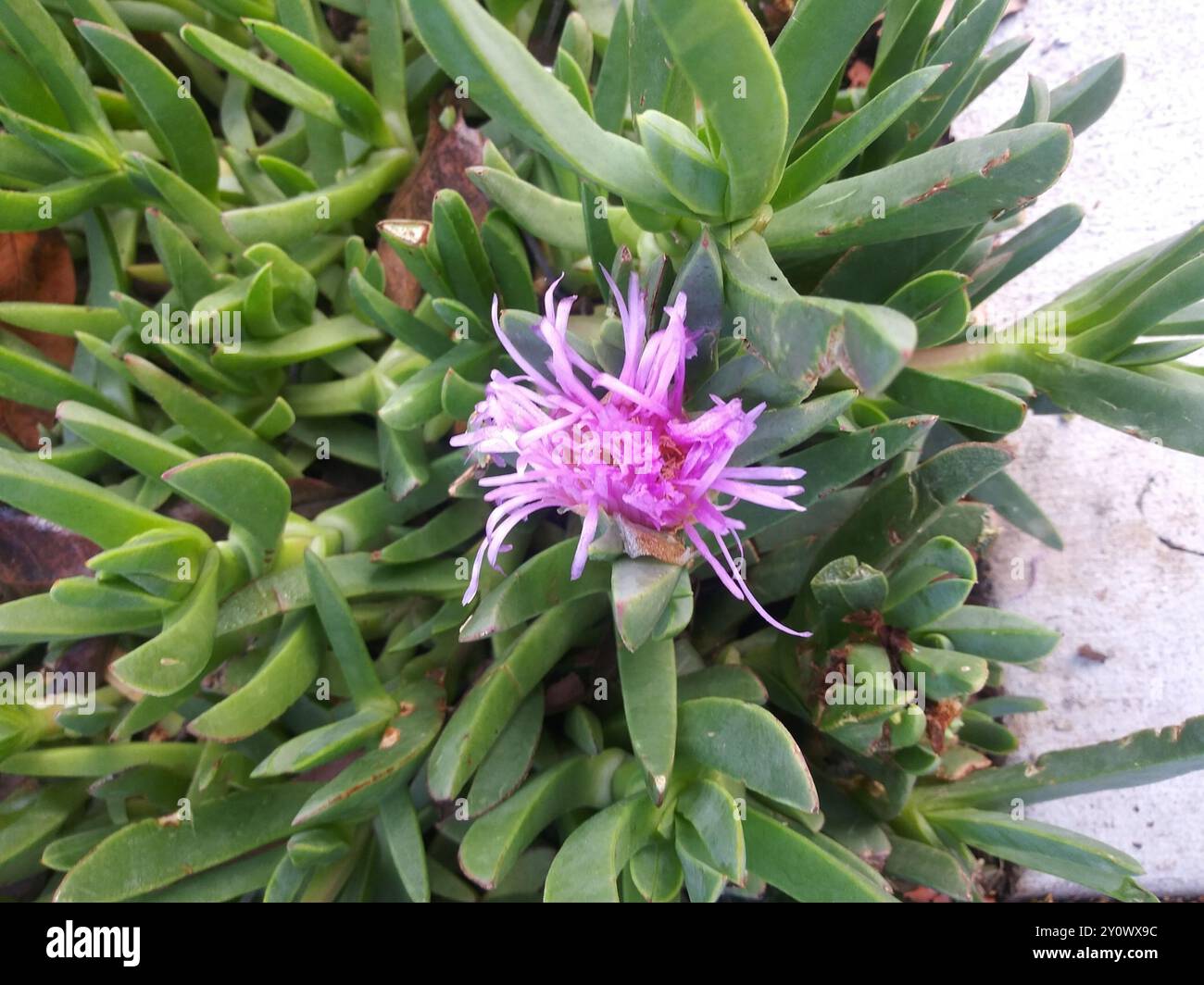 Figue de mer chilienne (Carpobrotus chilensis) Plantae Banque D'Images