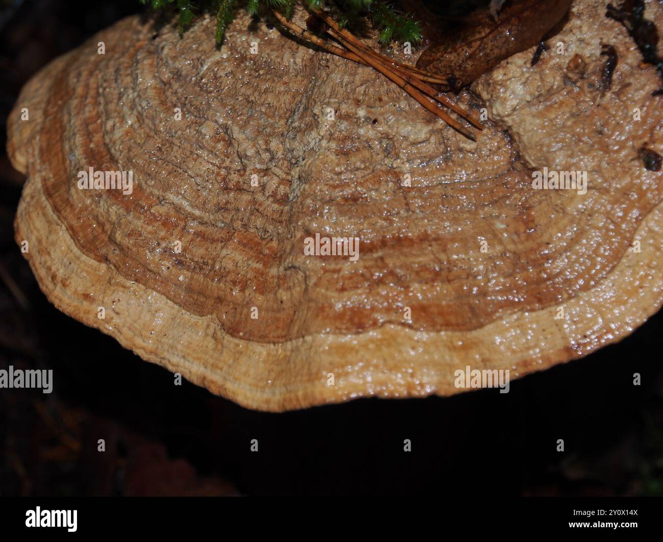 Champignons mazegill du chêne (Fomitopsis quercina) Banque D'Images