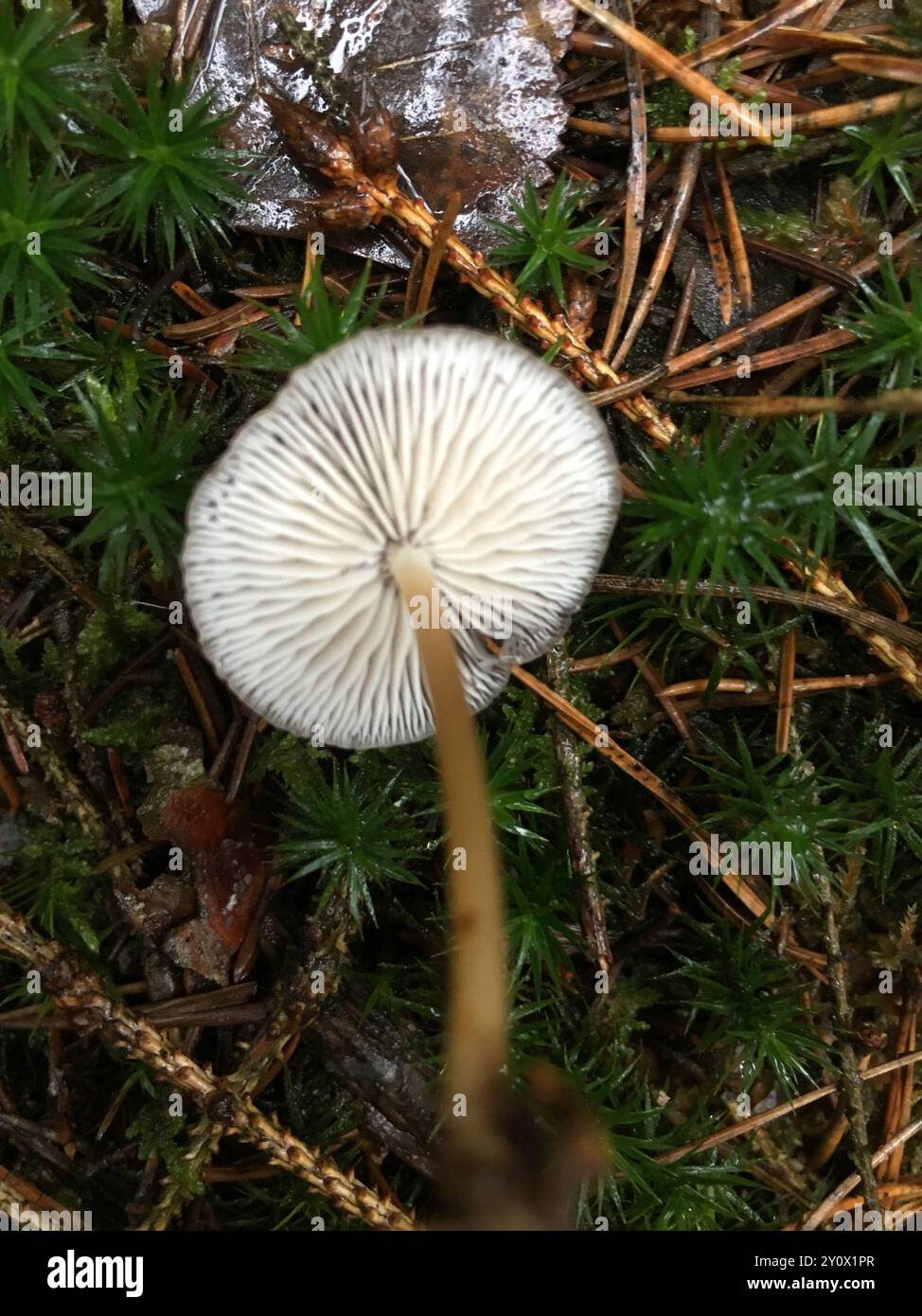 Champignons de la calotte Sprucecone (Strobilurus esculentus) Banque D'Images