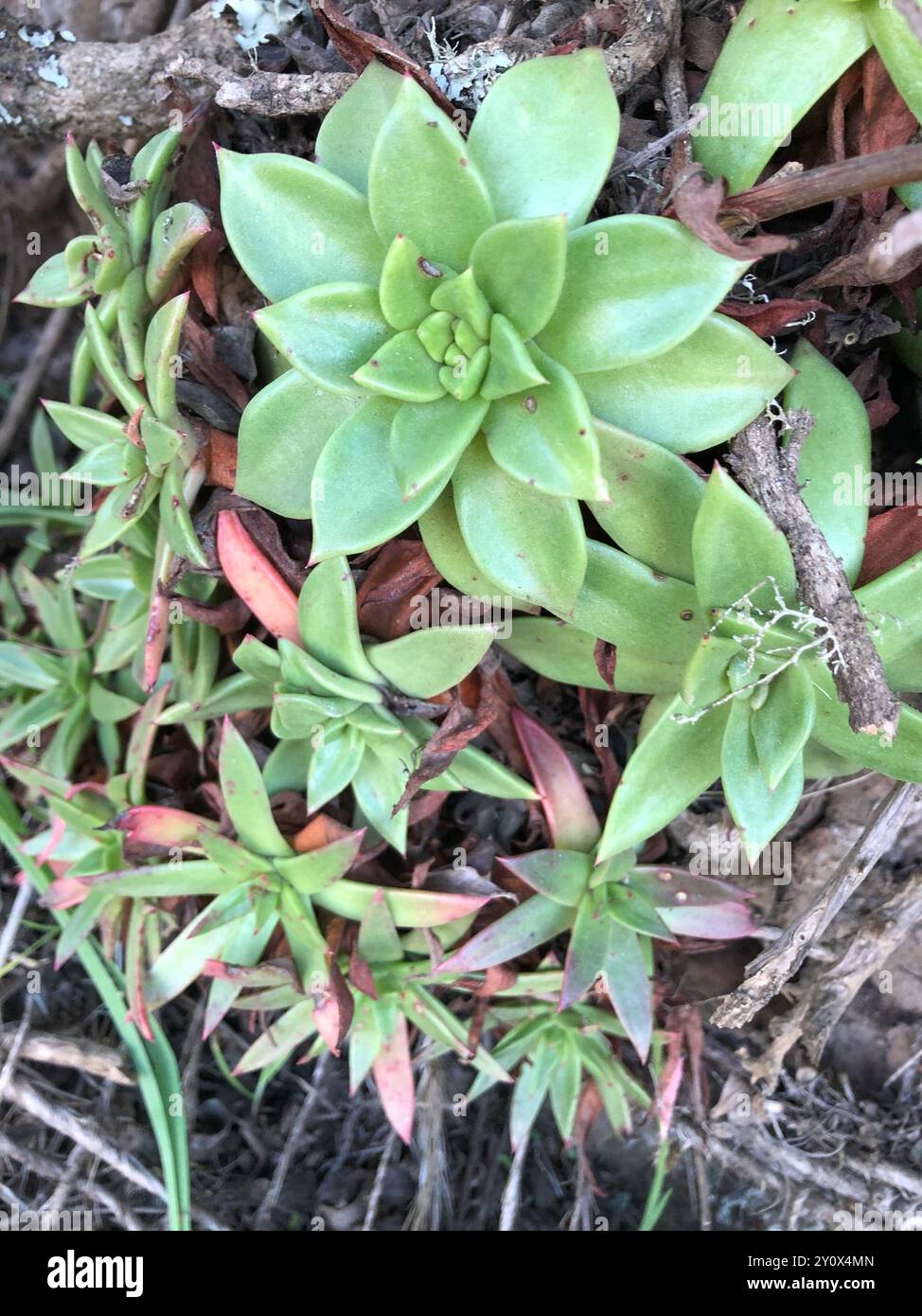 Côte Dudleya (Dudleya caespitosa) Plantae Banque D'Images