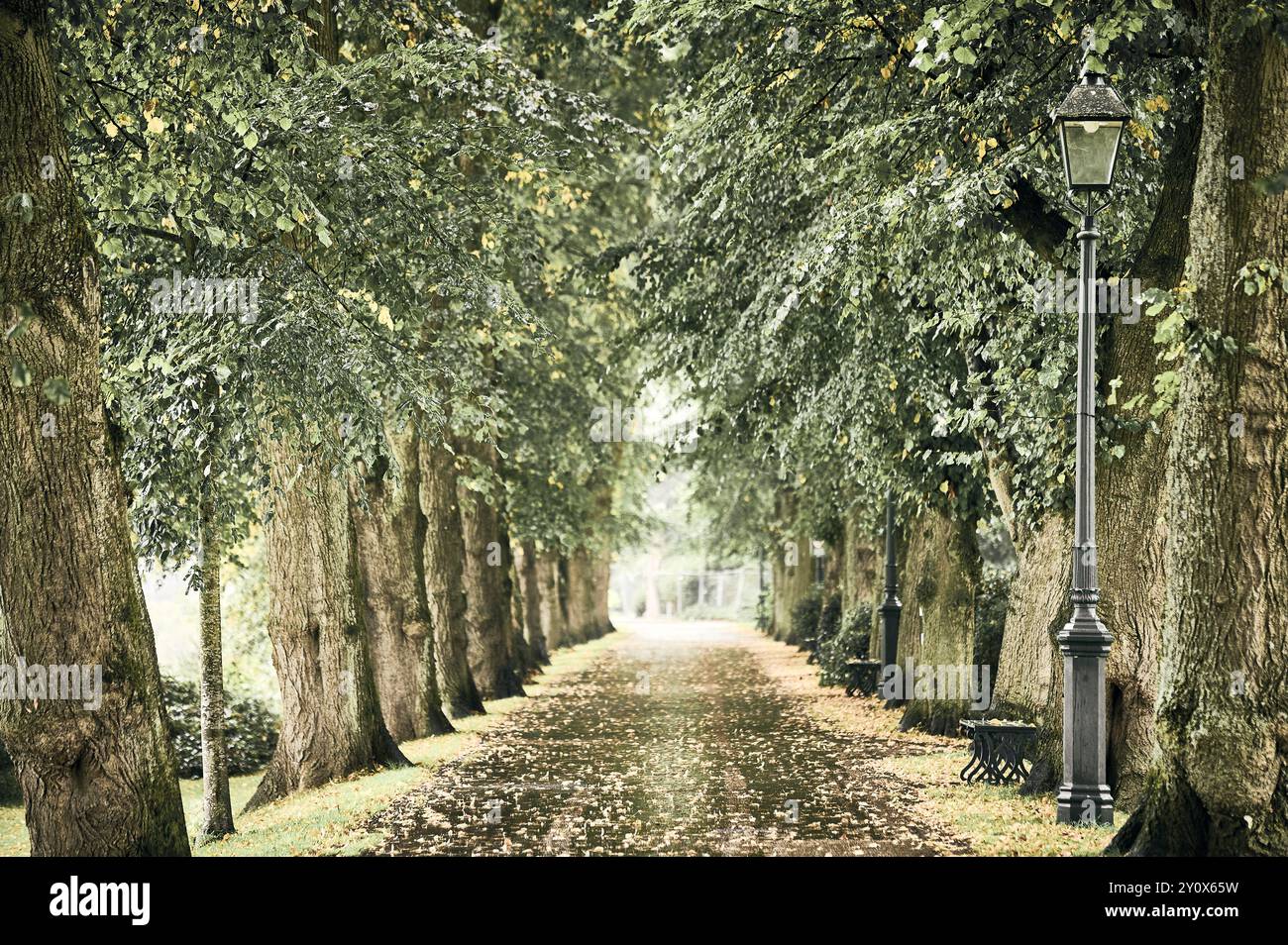Avenue bordée d'arbres dans Avenham Park au début de l'automne Banque D'Images