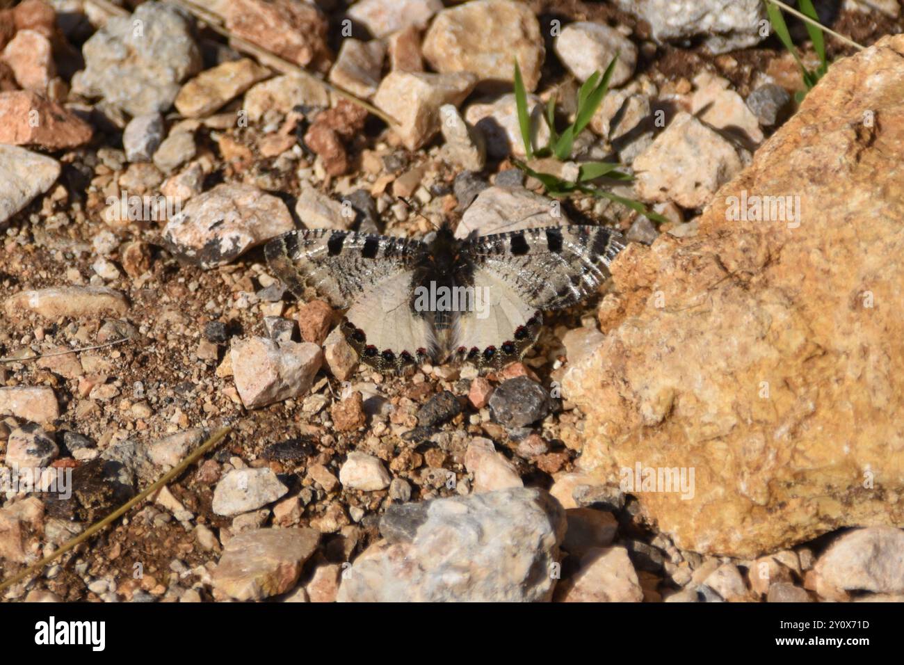 Faux Apollon (Archon apollinus) Insecta Banque D'Images