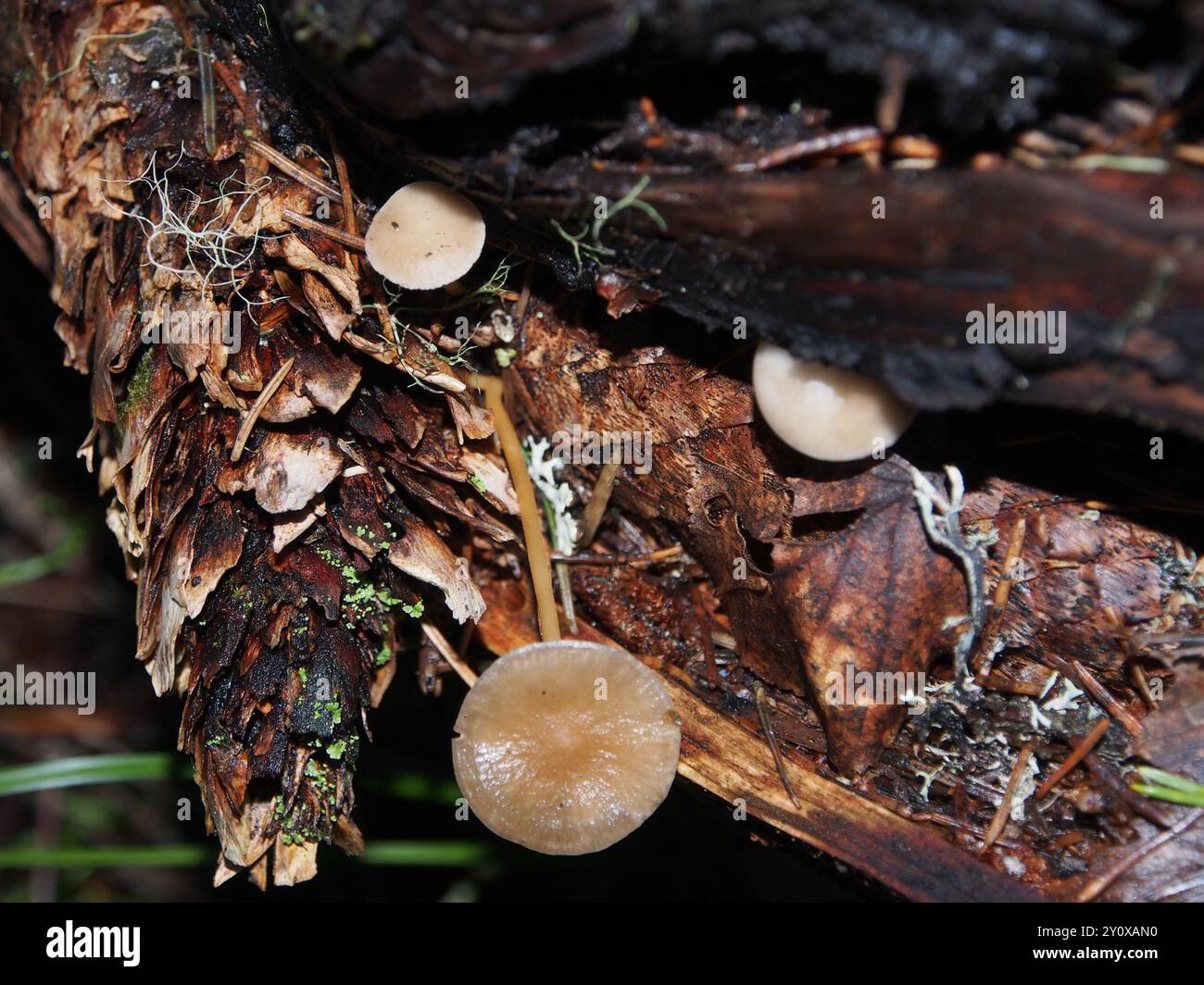 Champignons de la calotte Sprucecone (Strobilurus esculentus) Banque D'Images