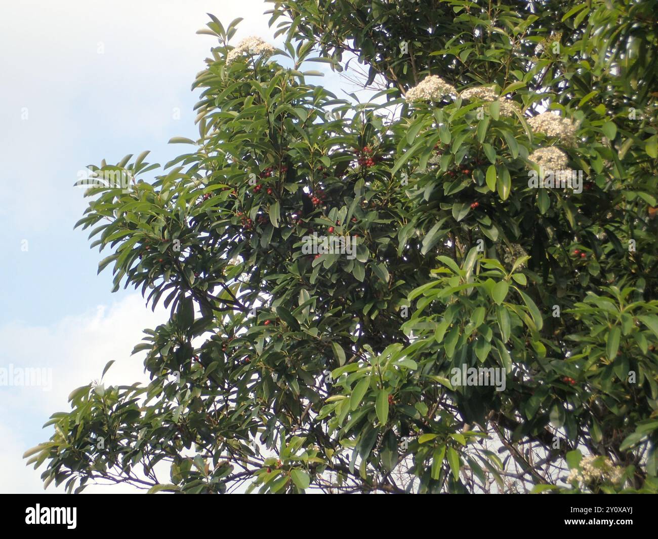 Photinia chinoise (Photinia serratifolia) Plantae Banque D'Images