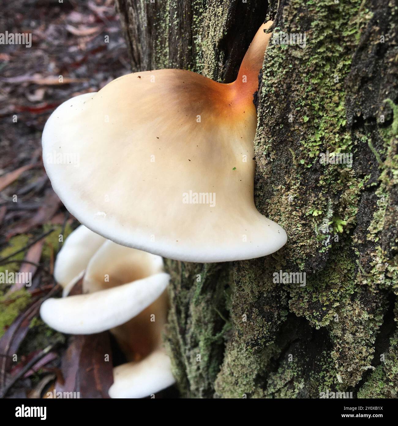 Champignons fantômes (Omphalotus nidiformis) Banque D'Images