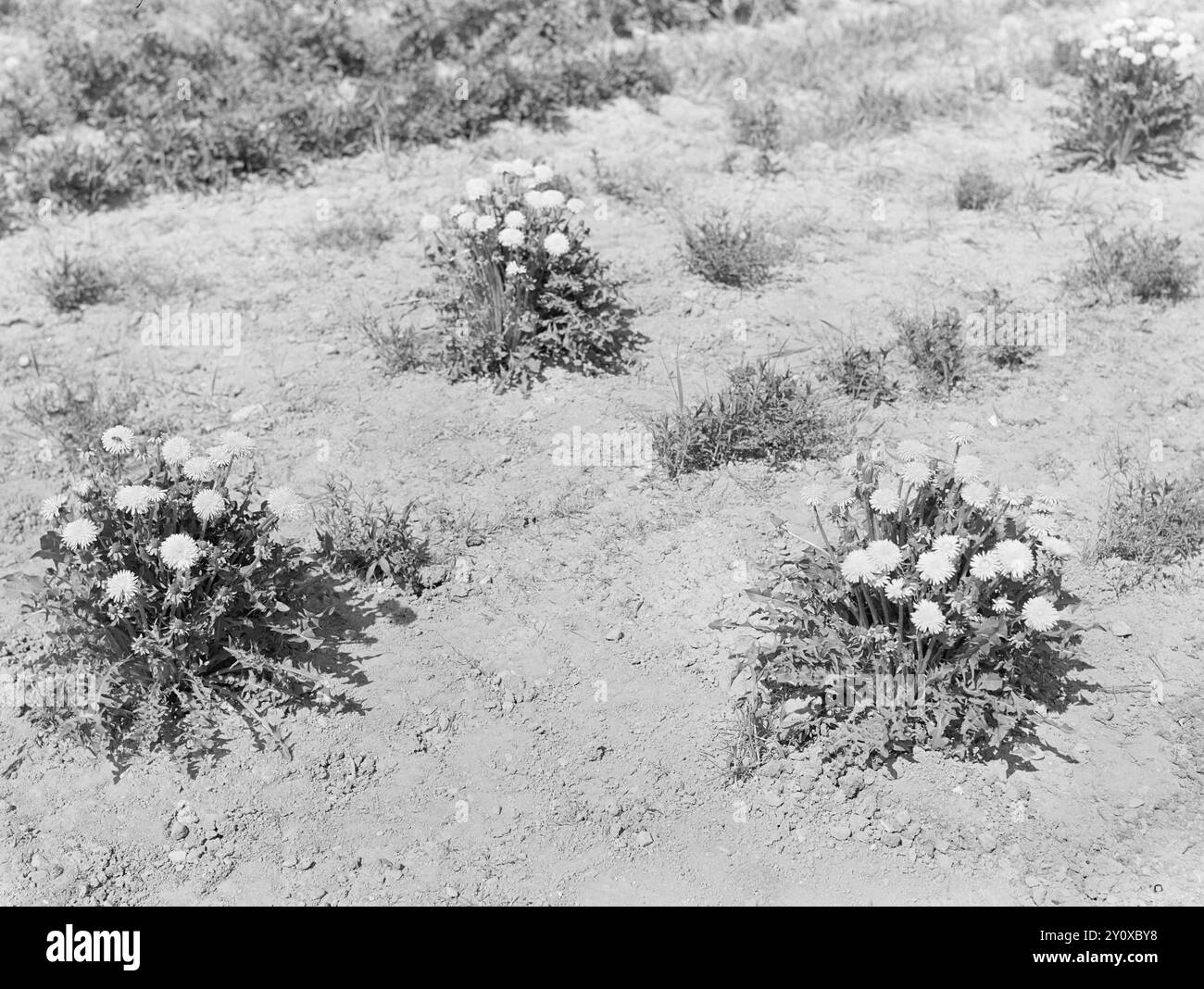 Actualités 1951 : mort hormonale. Avec les nouvelles préparations hormonales, l'agriculture a gagné une arme puissante dans la bataille incessante contre les mauvaises herbes. Mais ces préparations peuvent être une épée à double tranchant. S'ils n'ont pas les bonnes propriétés ou si vous les utilisez incorrectement, ils peuvent faire des ravages sur les cultures vivrières. Toutes les préparations contre les mauvaises herbes, avec et sans action hormonale, sont soigneusement vérifiées et testées. L'Agence nationale de protection des végétaux s'emploie à empêcher la mise sur le marché de préparations qui n'atteignent pas l'objectif fixé. Photo : Arne Kjus / Aktuell / NTB ***la photo n'est pas traitée Banque D'Images