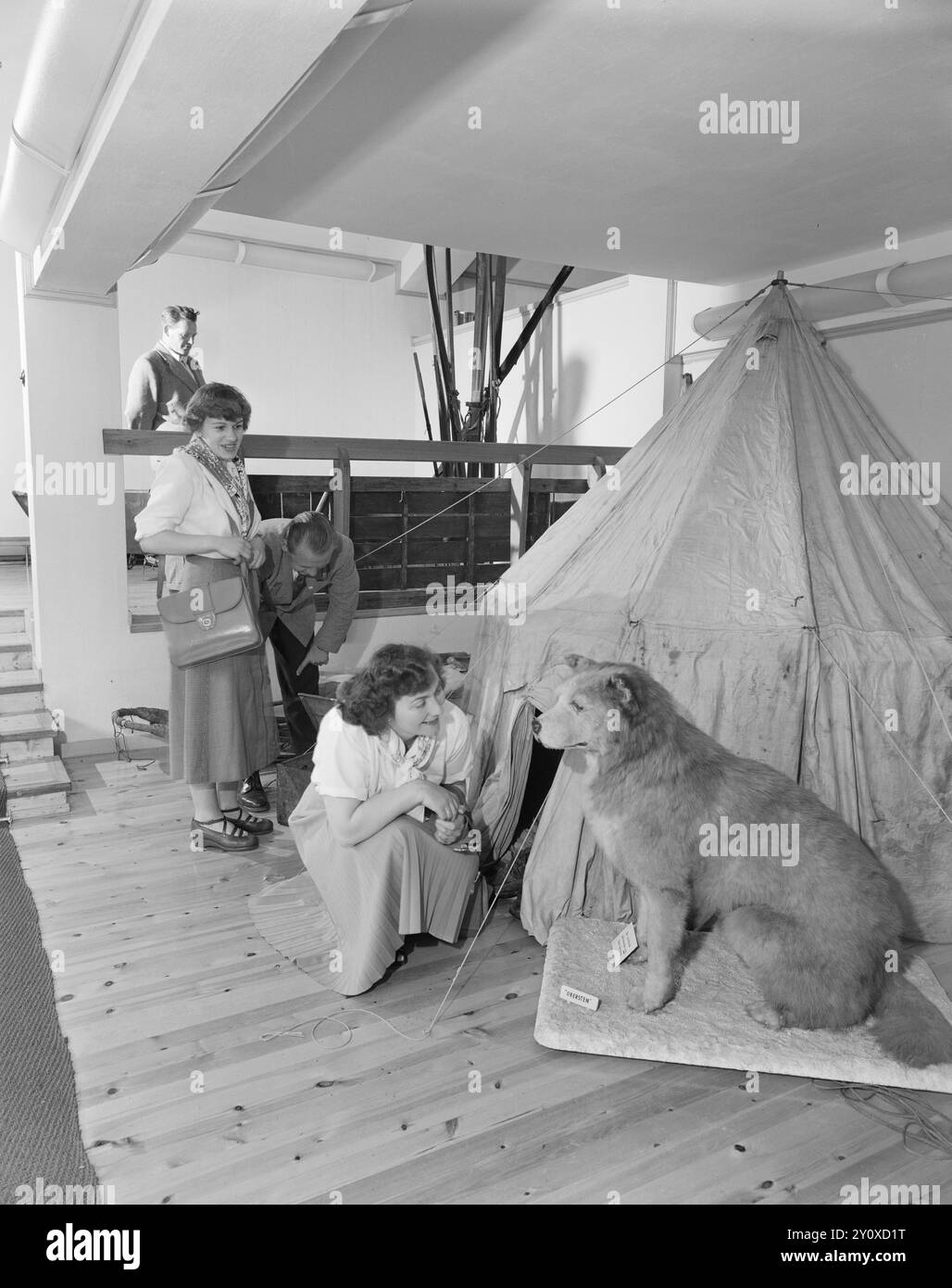 1951 : le restaurant à Olympiahoppet à Holmenkollbakken. Il y a un grand saut à Holmenkollen maintenant. Le Musée du ski y a également été aménagé. Dans ce département, vous trouverez quelques-uns des équipements polaires de Roald Amundsen. Mlle Mossa Olsen regarde son chien 'Obersten'. Photo : Sverre A. Børretzen / Aktuell / NTB ***la photo n'est pas traitée*** le texte de cette image est traduit automatiquement Banque D'Images
