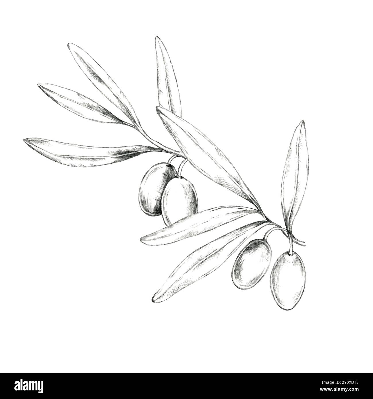 Élégant crayon dessinant clipart d'une branche d'olivier avec quatre fruits et des feuilles minces. Cette illustration peut être utilisée dans la conception de site Web, la marque, ou comme motif décoratif dans l'emballage ou les invitations Banque D'Images