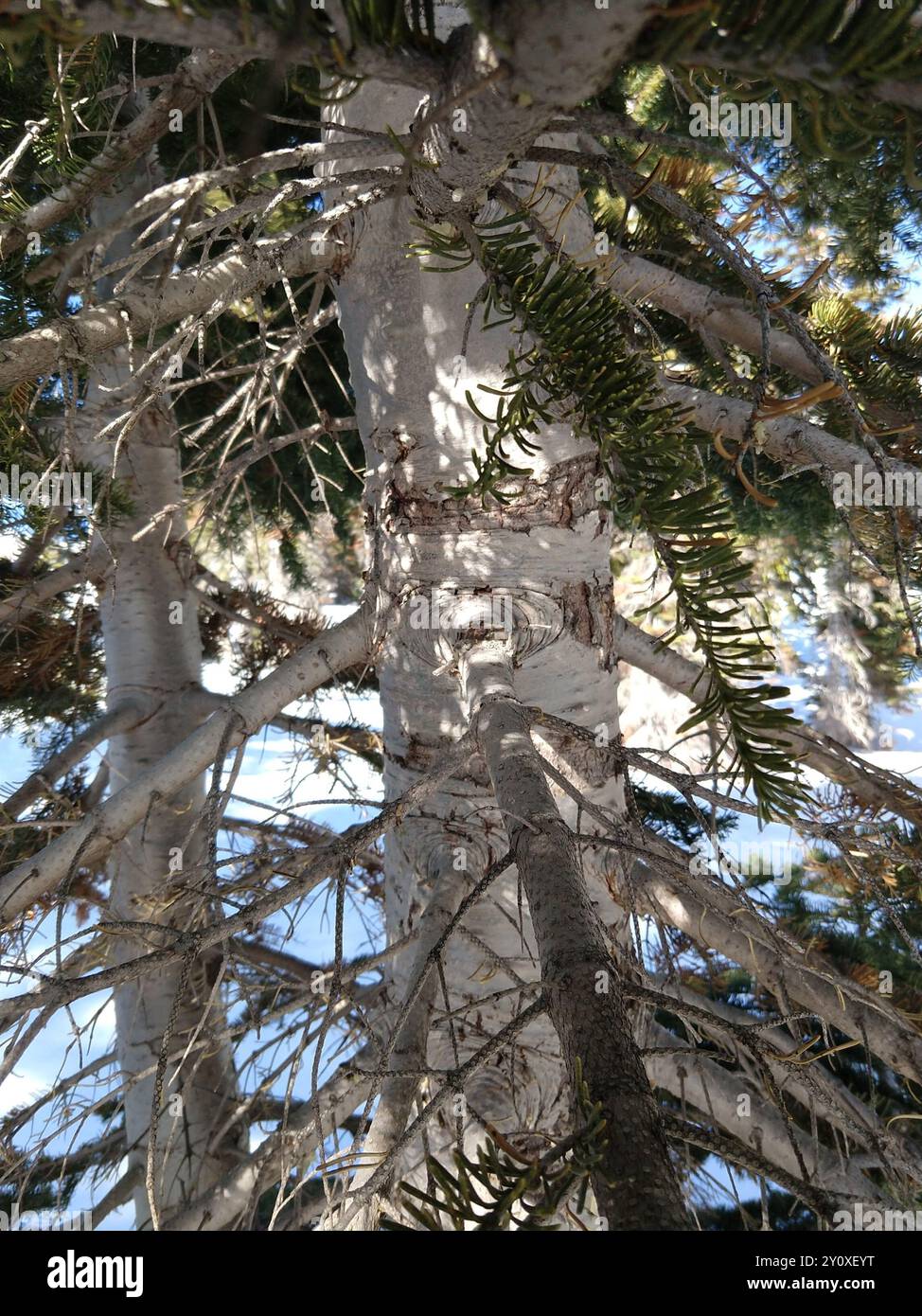 Sapin rouge (Abies magnifica) Plantae Banque D'Images