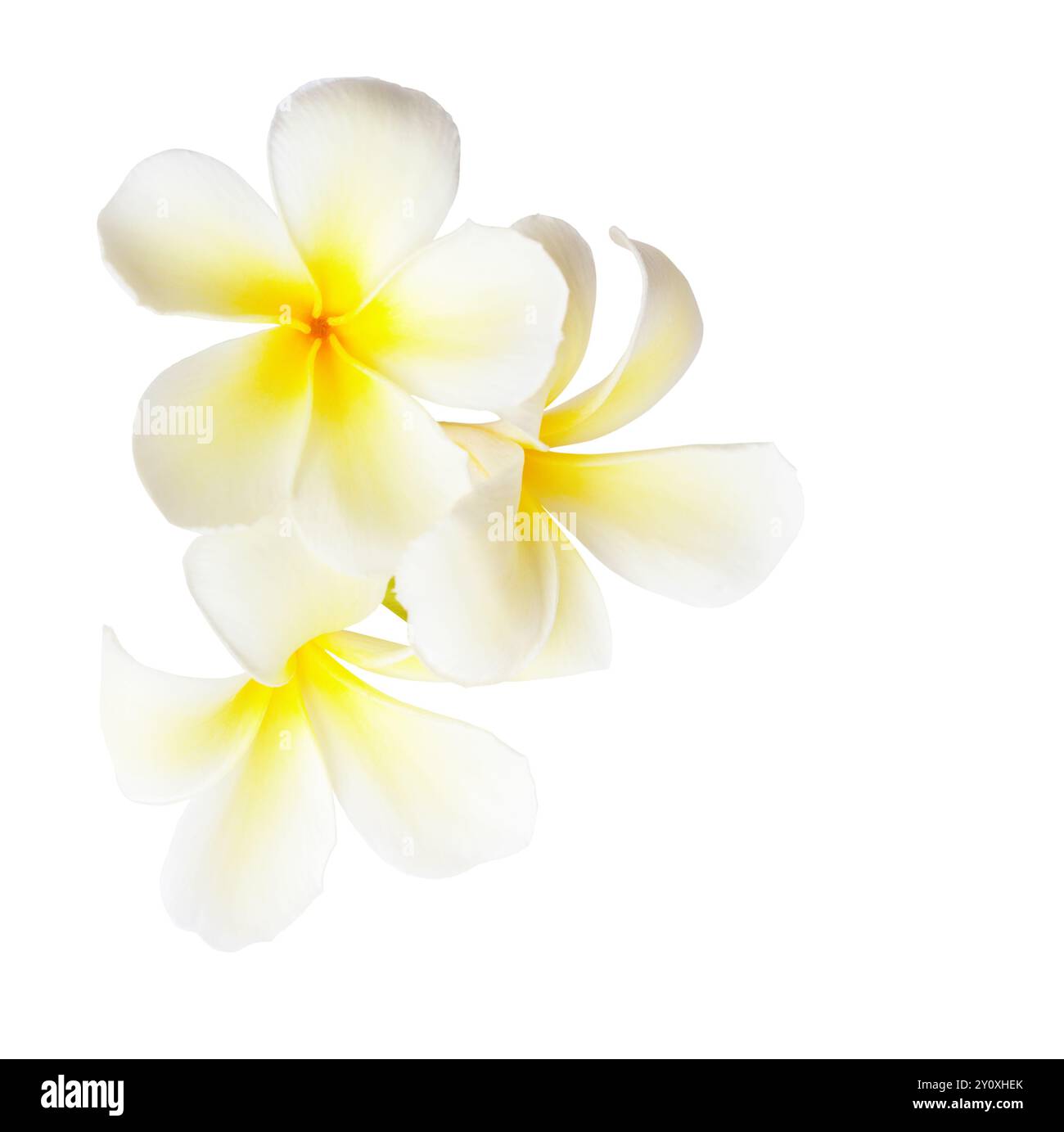 Plumeria fowers isolé sur fond blanc. Gros plan de trois fleurs tropicales blanches et jaunes. Banque D'Images