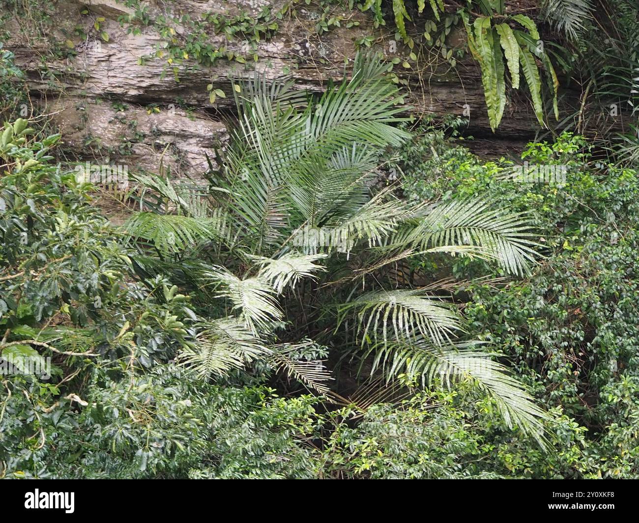 Palmier Arenga (Arenga engleri) Plantae Banque D'Images