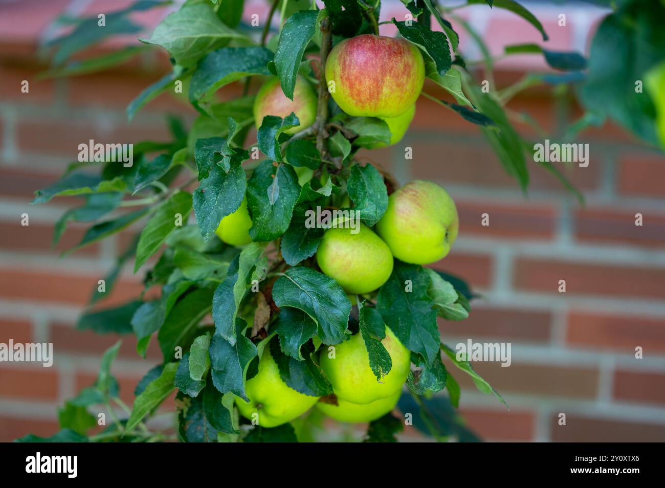 Beaucoup de pommes rouges et jaunes sur un pommier dans le jardin privé. Banque D'Images