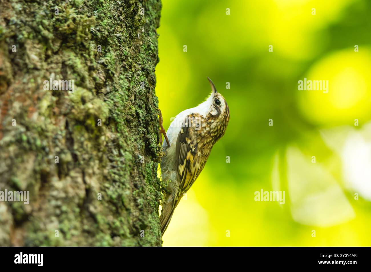L'oiseau d'arbre eurasien s'accroche à un tronc d'arbre, vue d'été Banque D'Images