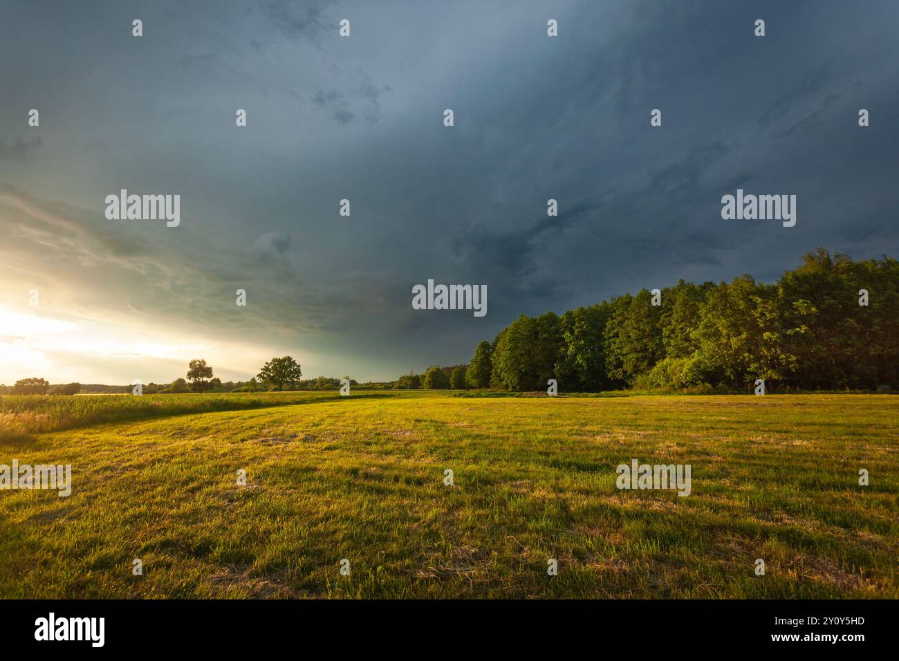 Une prairie en face de la forêt et un nuage sombre ensoleillé d'orage, à l'est de la Pologne Banque D'Images