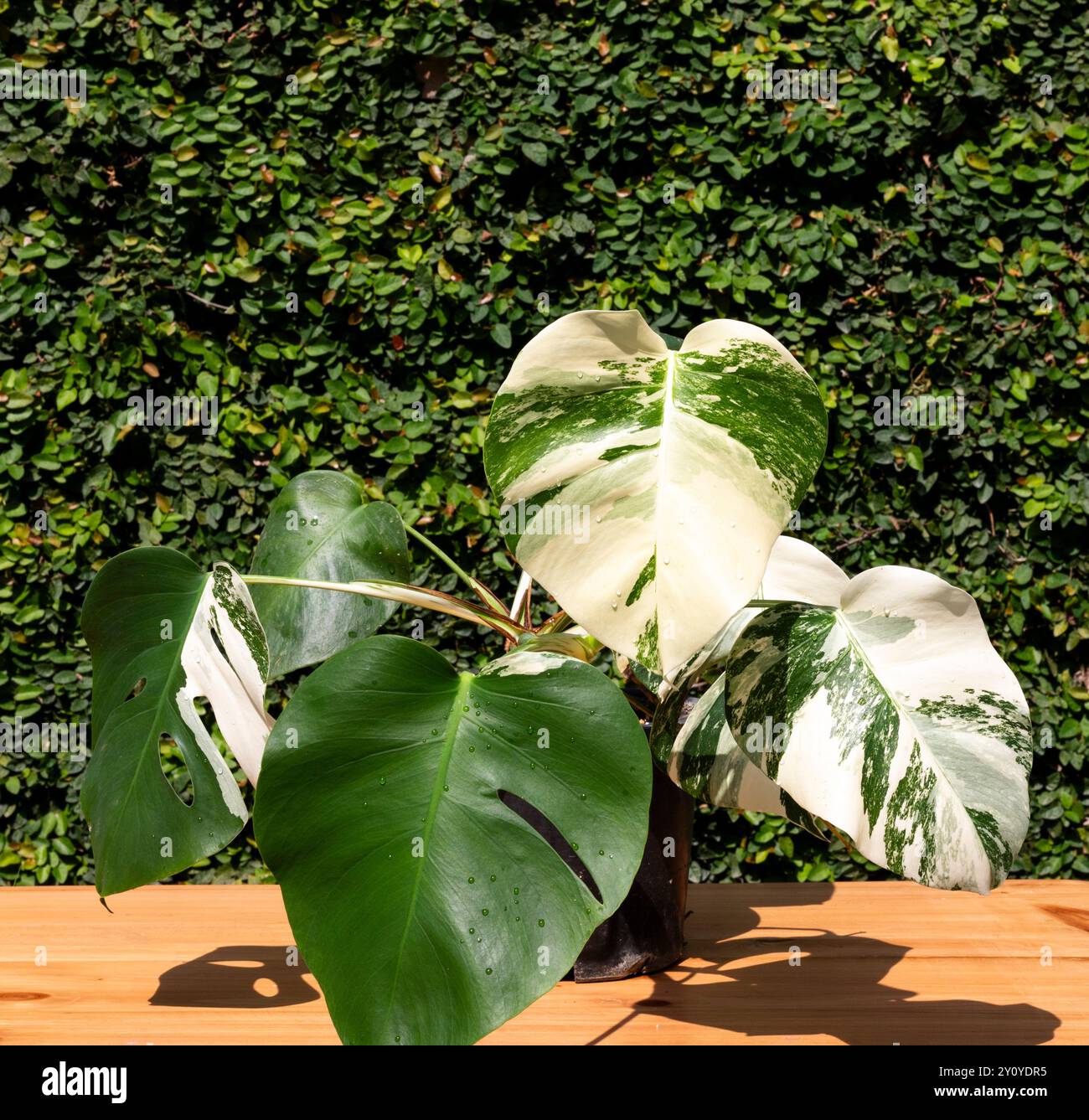 Plante panachée de Monstera deliciosa dans un pot en céramique dans le jardin sur une table en bois. Banque D'Images