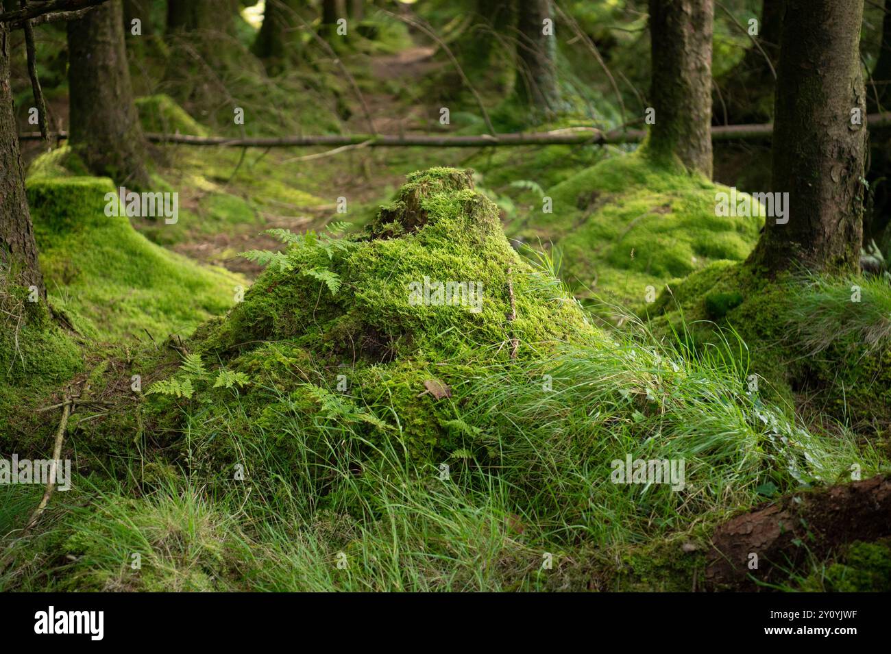 Forêt moussue effrayante en Angleterre Banque D'Images