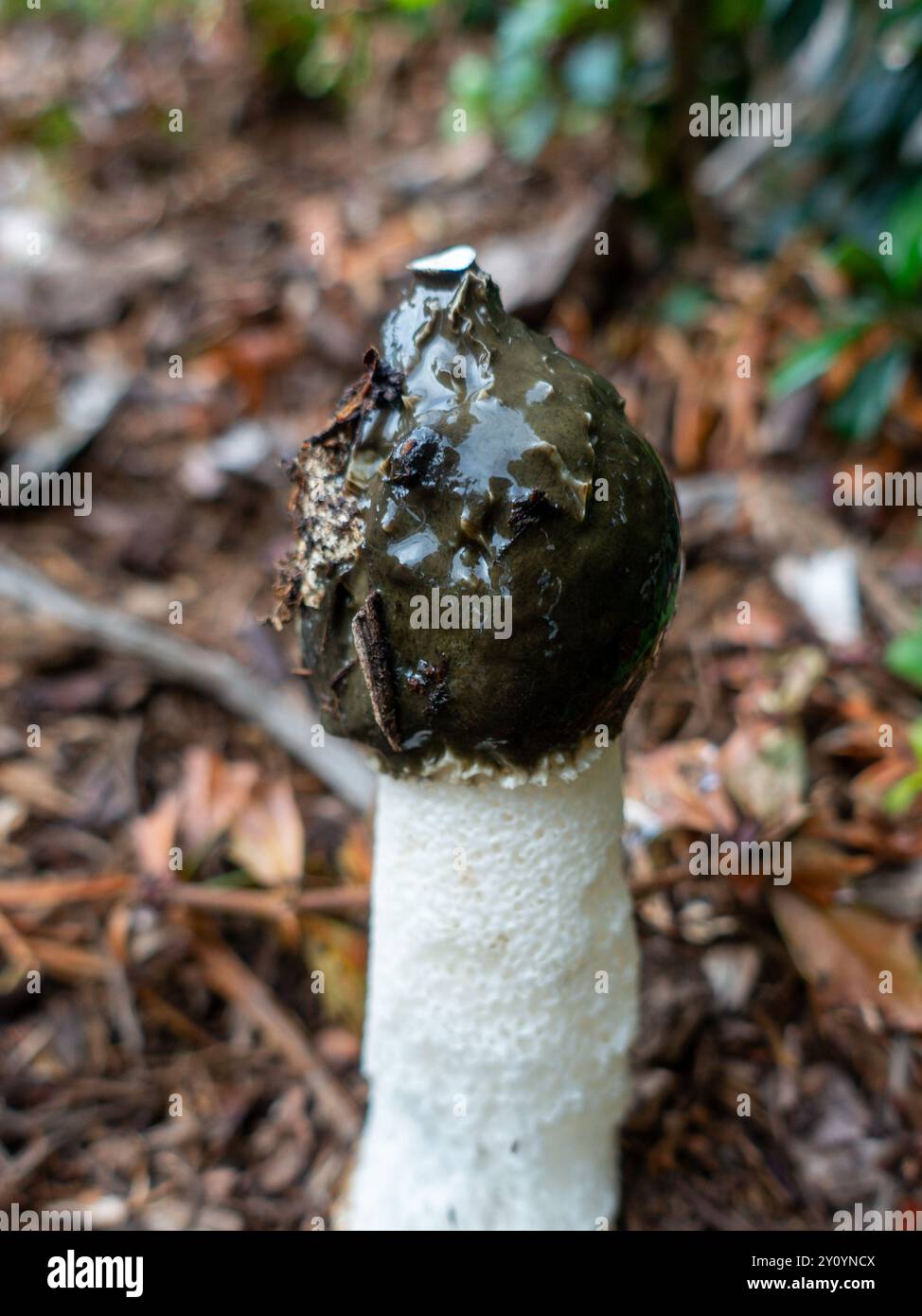 Phallus impudicus, la corne de raie commune, un champignon de forme phallique avec une odeur nauséabonde pour attirer les mouches pour la dispersion des spores, émergeant dans les bois. Banque D'Images