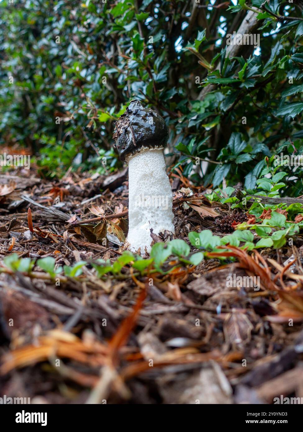 Phallus impudicus, la corne de raie commune, un champignon de forme phallique avec une odeur nauséabonde pour attirer les mouches pour la dispersion des spores, émergeant dans les bois. Banque D'Images