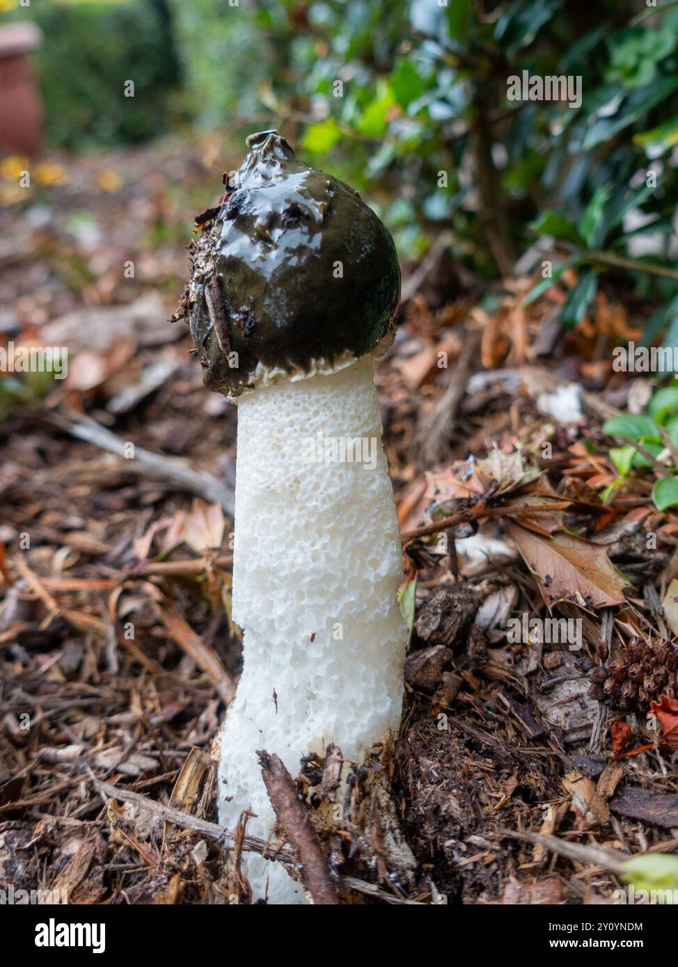 Phallus impudicus, la corne de raie commune, un champignon de forme phallique avec une odeur nauséabonde pour attirer les mouches pour la dispersion des spores, émergeant dans les bois. Banque D'Images