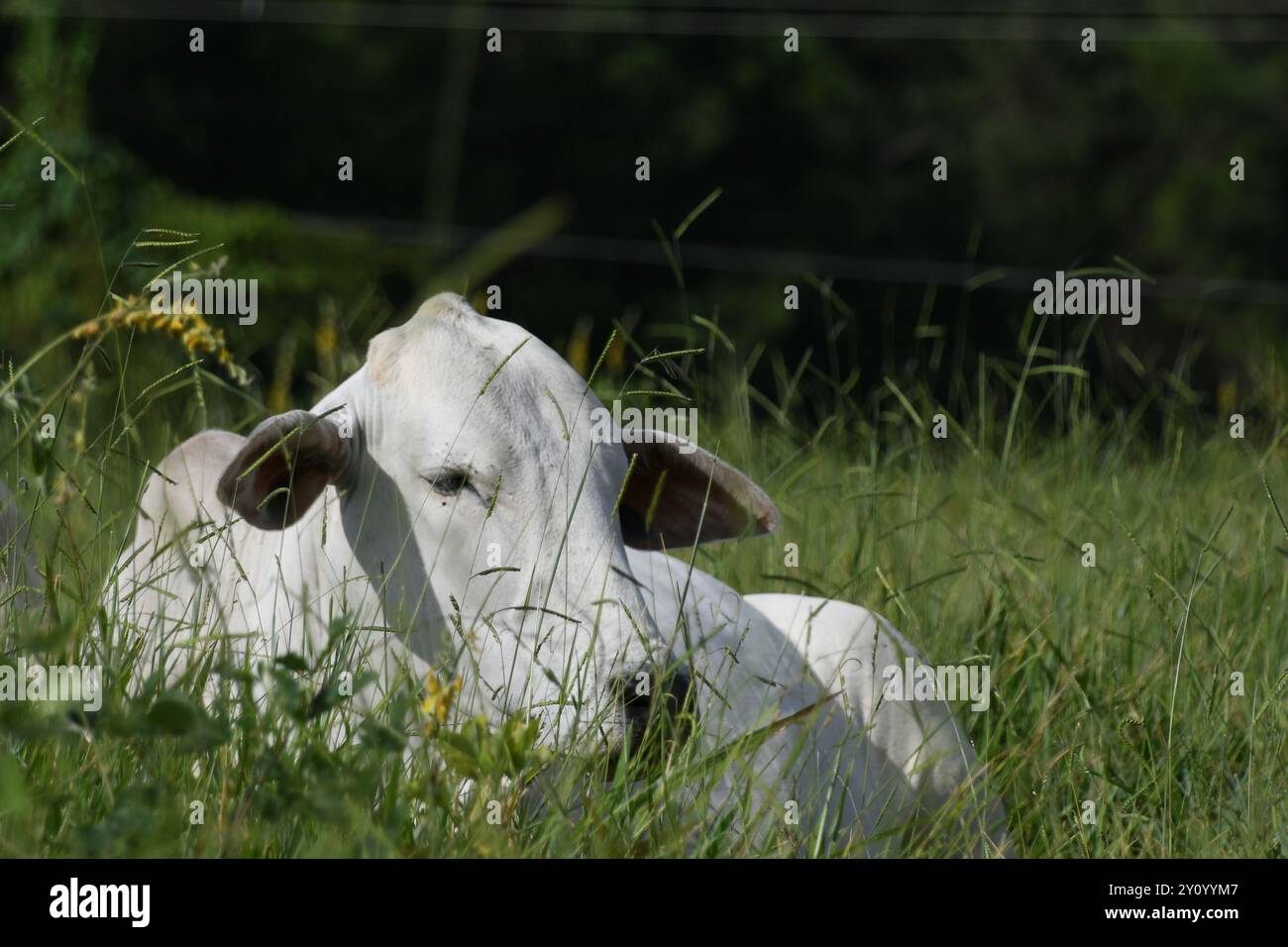 Brésilienne Nelore vache pâturant Banque D'Images