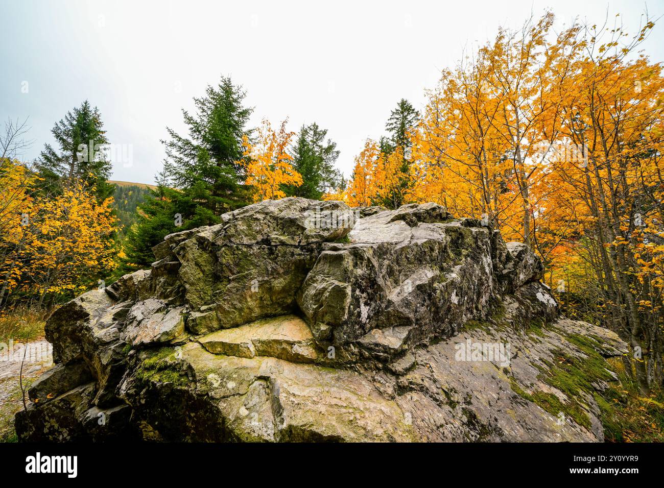 Paysage en automne à Feldberg dans la Forêt Noire. Sentier de randonnée à la tour Feldberg sur le Feldbergsteig. Nature dans le Breisgau-Hochschwarzwald Banque D'Images