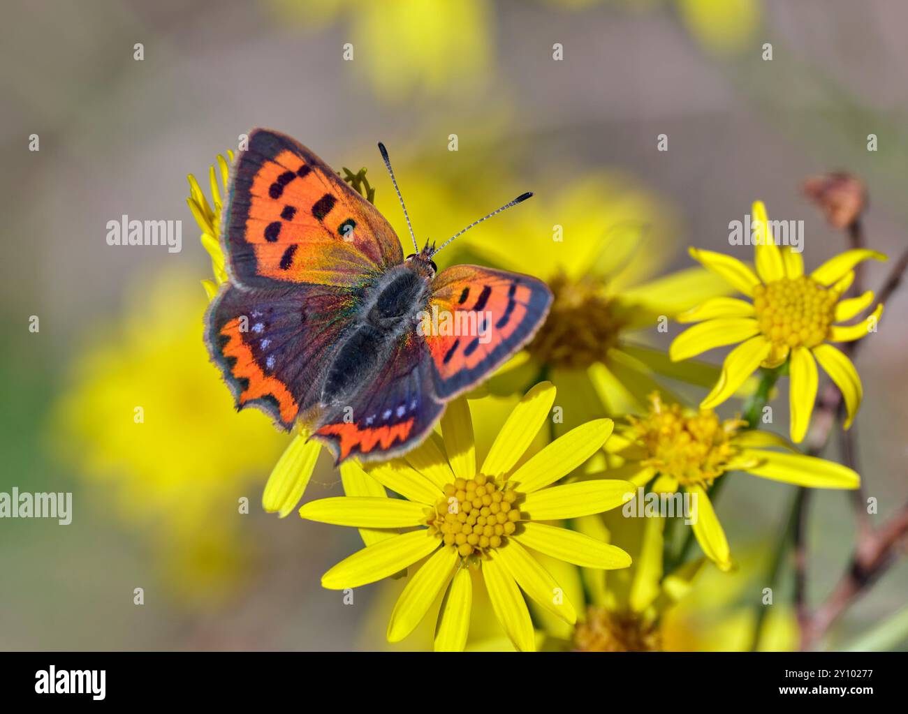 Petit nectaring de cuivre (forme caeruleopunctata) sur Ragwort. Réserve naturelle des réservoirs de Molesey, West Molesey, Surrey, Angleterre. Banque D'Images