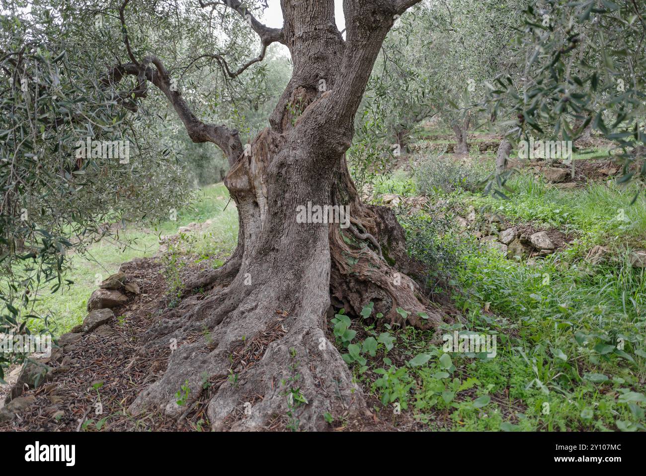 Vieux tronc d'arbre d'olive racines et branches Banque D'Images
