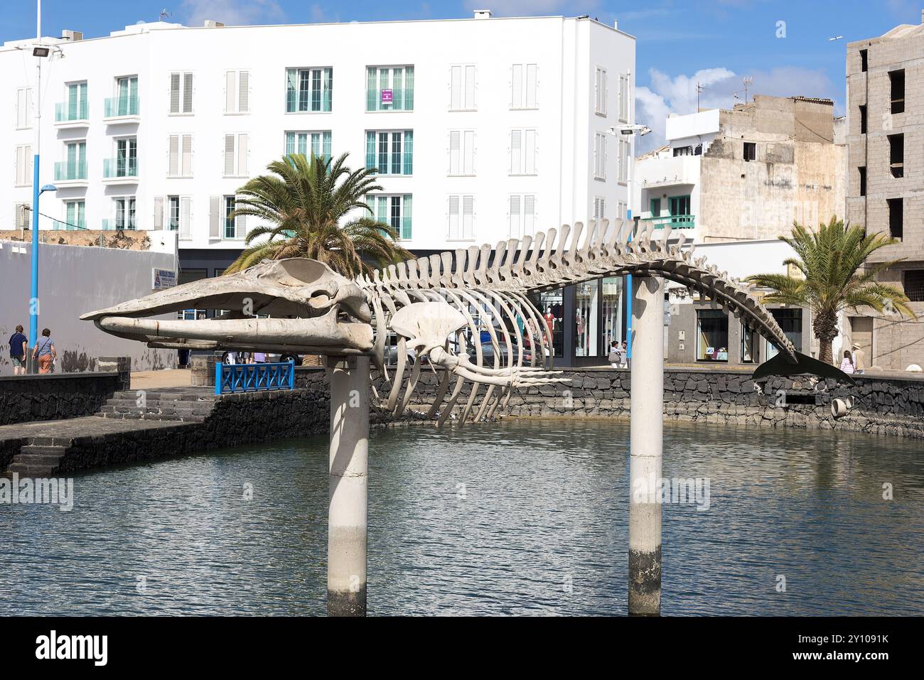 Exposition d'un squelette de baleine de Bryde. Tenerife, Areccife, Canaries, Espagne. Banque D'Images