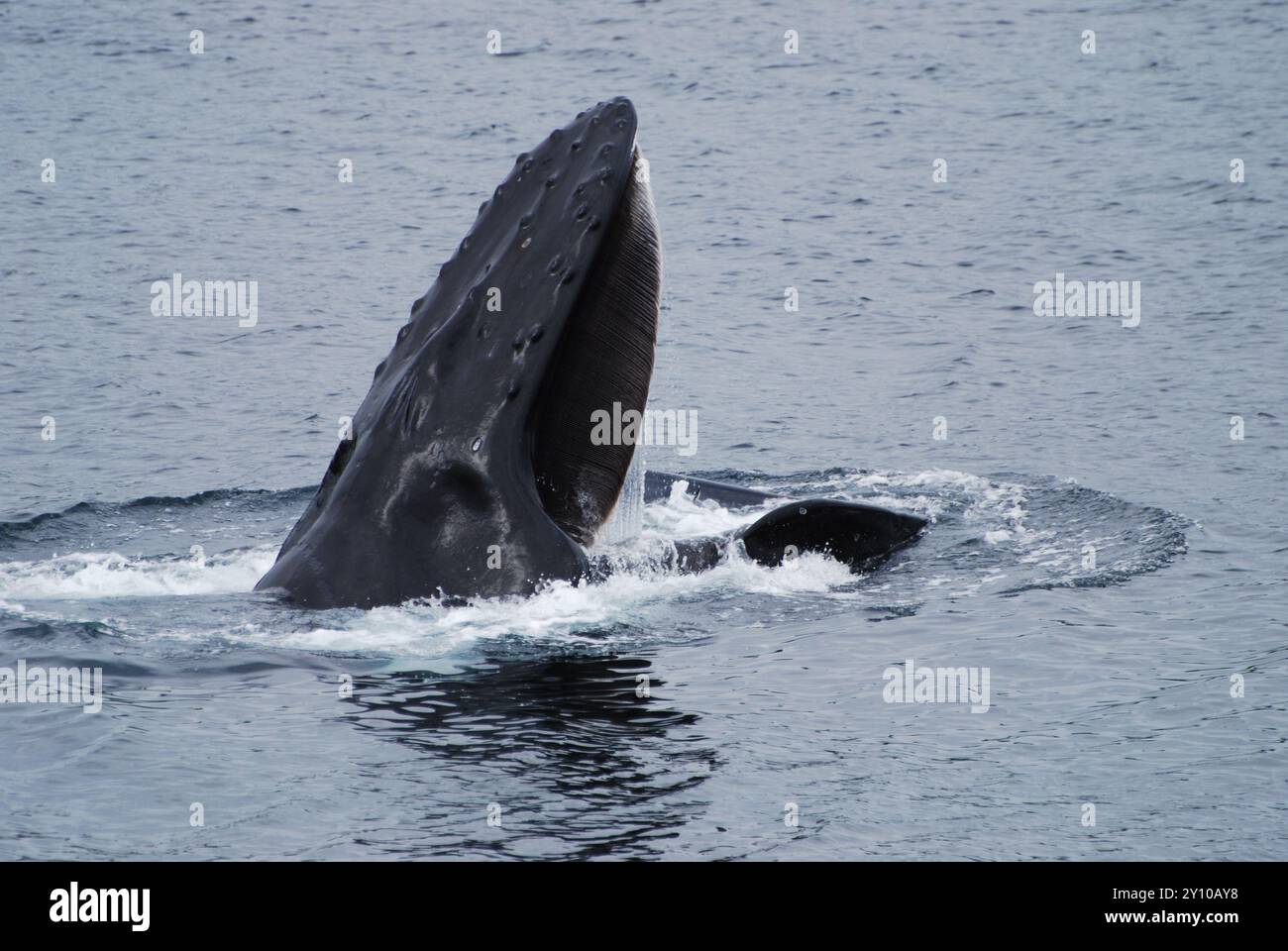 Baleine mangeant dans la mer arctique du Groenland Banque D'Images