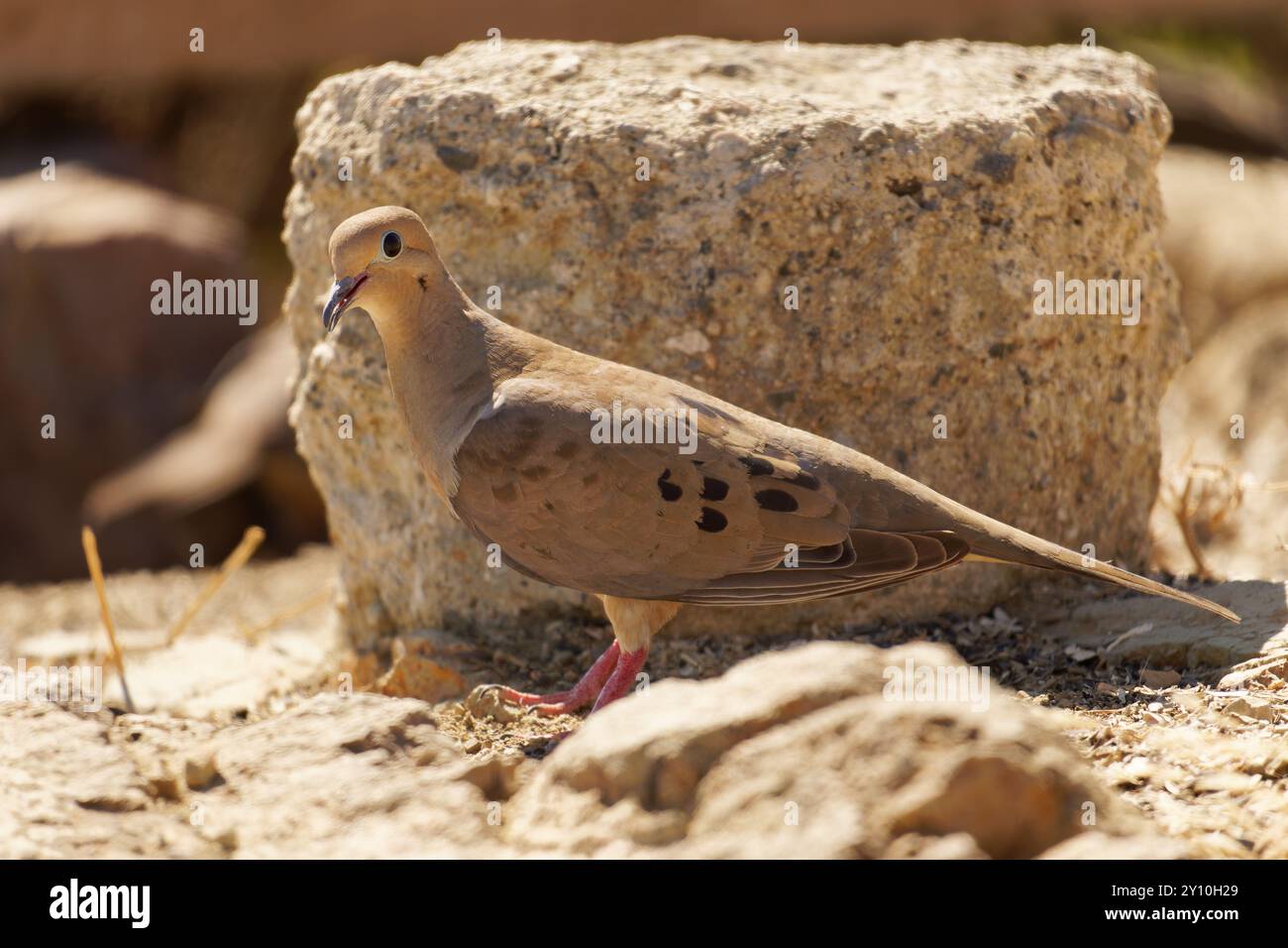 Dove de deuil marchant sur le sol Banque D'Images