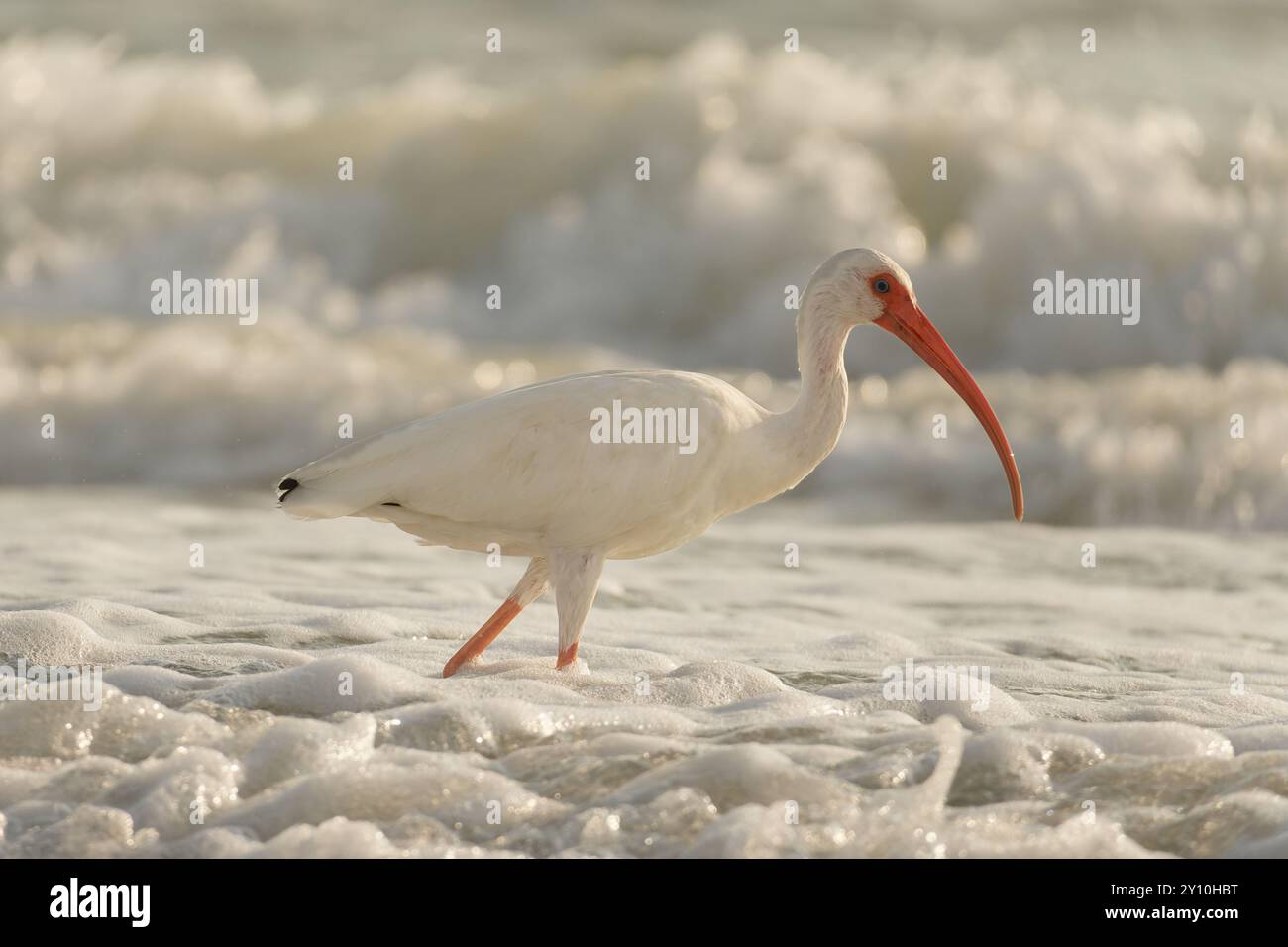 Ibis blanc sur le bord de la plage Banque D'Images