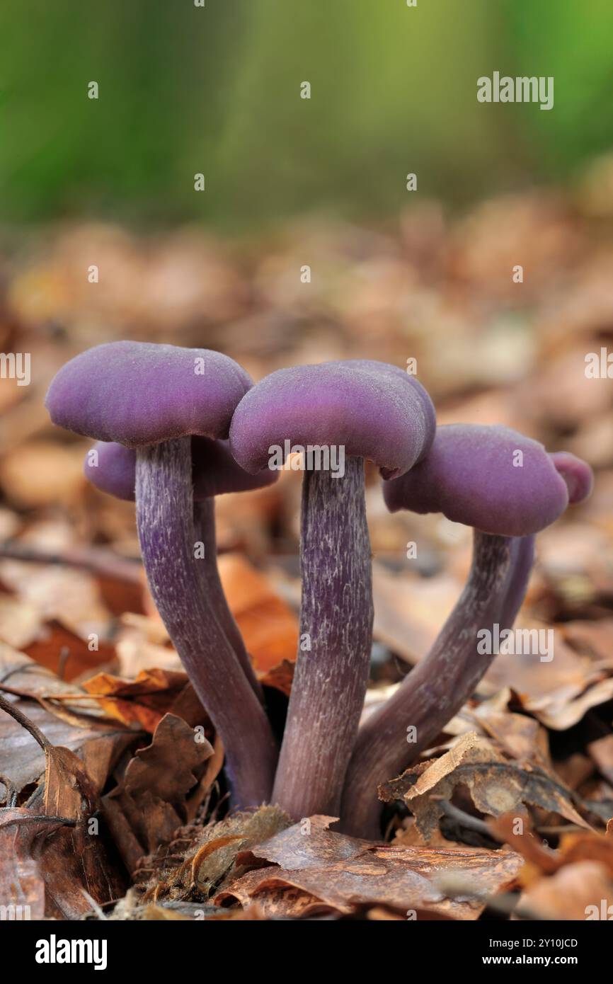 Améthyste Deceiver Fungi (Laccaria amethystea) petit groupe entouré de litière de feuilles de hêtre (Fagas sylvaticus) sur le sol boisé, Scottish Borders. Banque D'Images