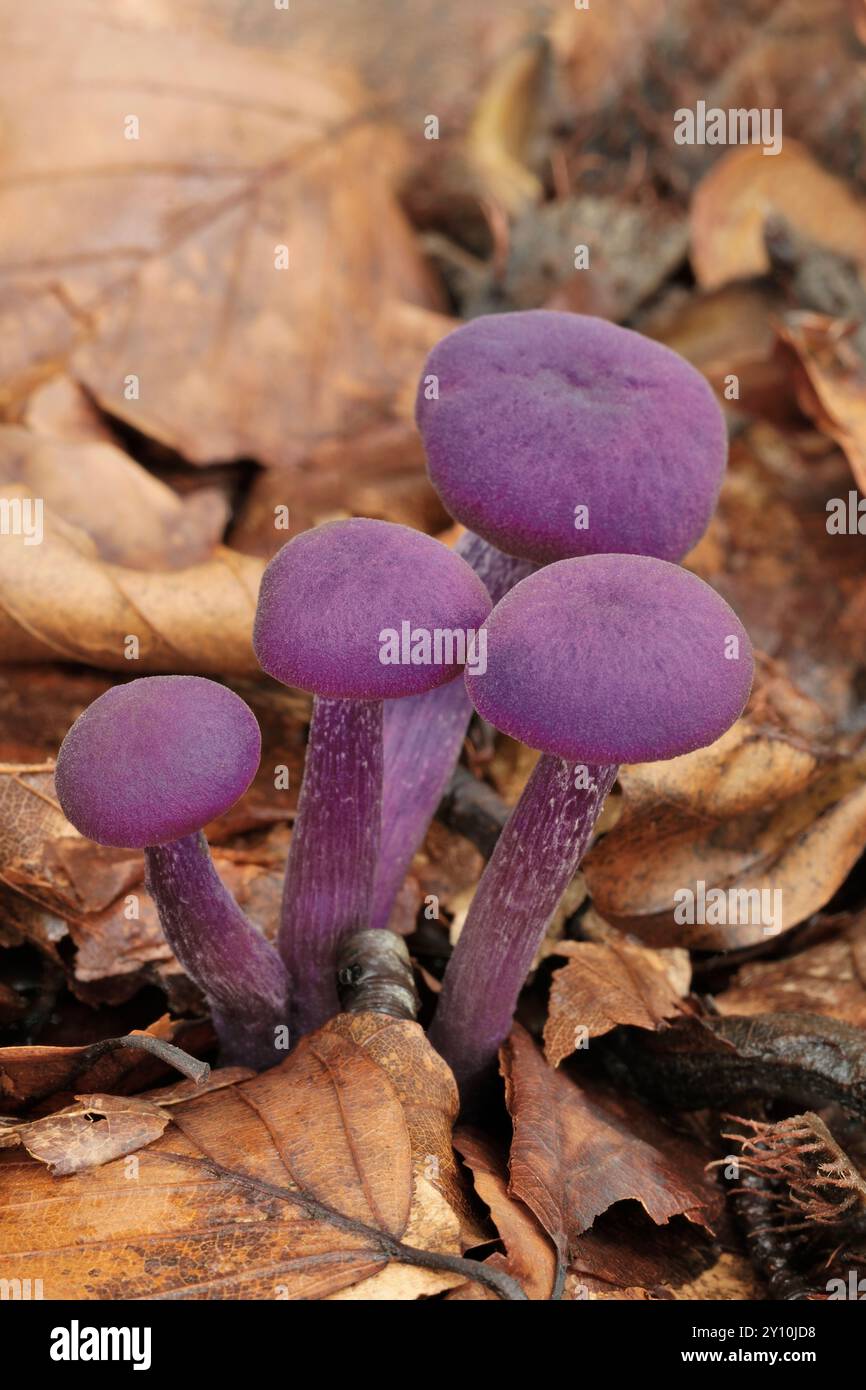 Améthyste Deceiver Fungi (Laccaria amethystea) petit groupe entouré de litière de feuilles de hêtre (Fagas sylvaticus) sur le sol boisé, Scottish Borders. Banque D'Images