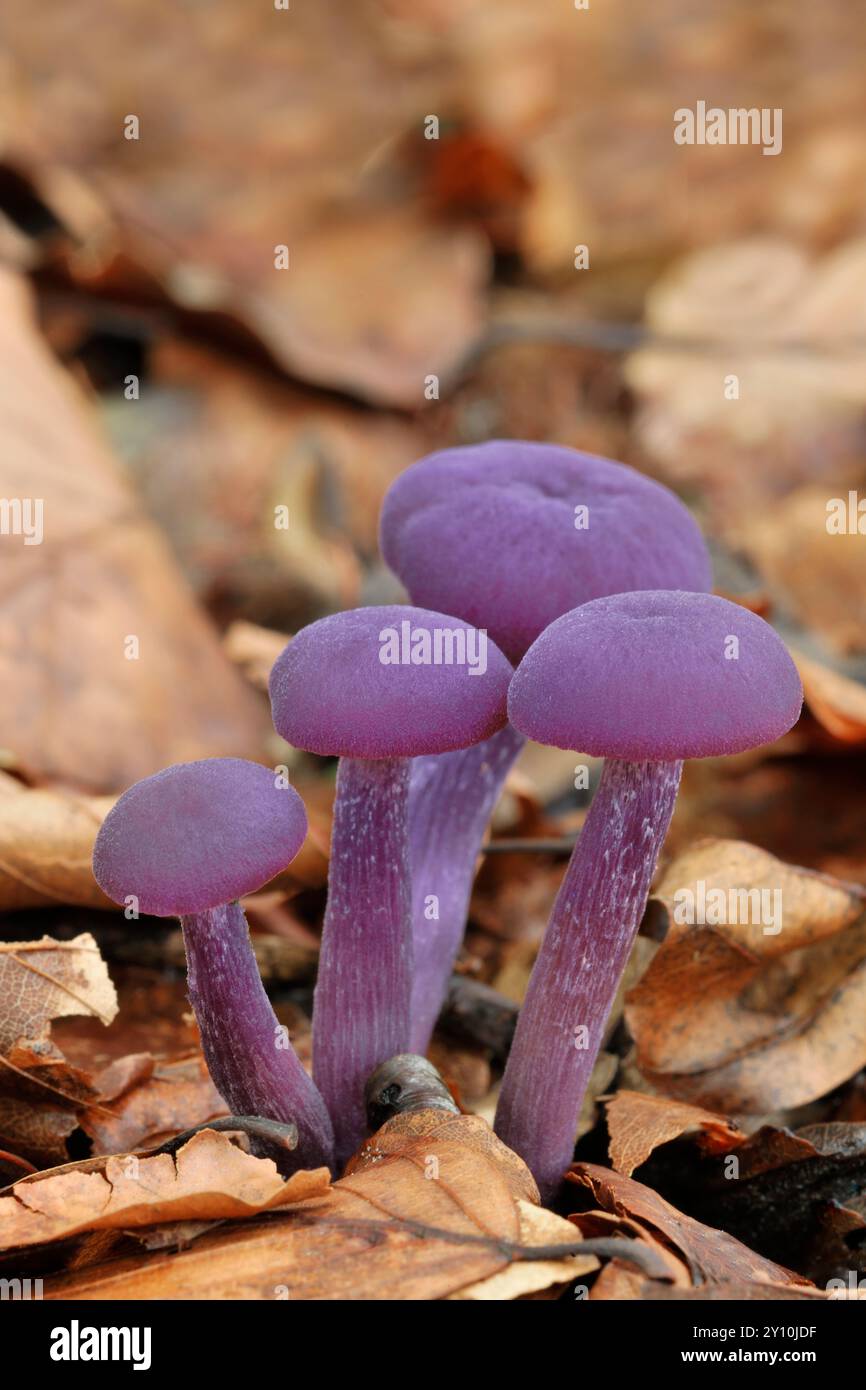 Améthyste Deceiver Fungi (Laccaria amethystea) petit groupe entouré de litière de feuilles de hêtre (Fagas sylvaticus) sur le sol boisé, Scottish Borders. Banque D'Images