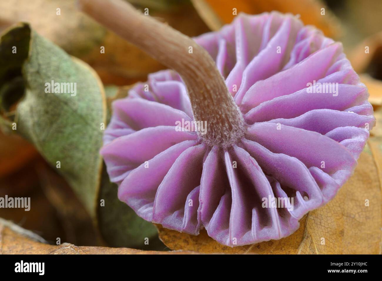Améthyste Deceiver Fungi (Laccaria amethystea) tête retournée entourée de feuilles de hêtre (Fagas sylvaticus) sur le sol boisé, Scottish Borders, Écosse Banque D'Images