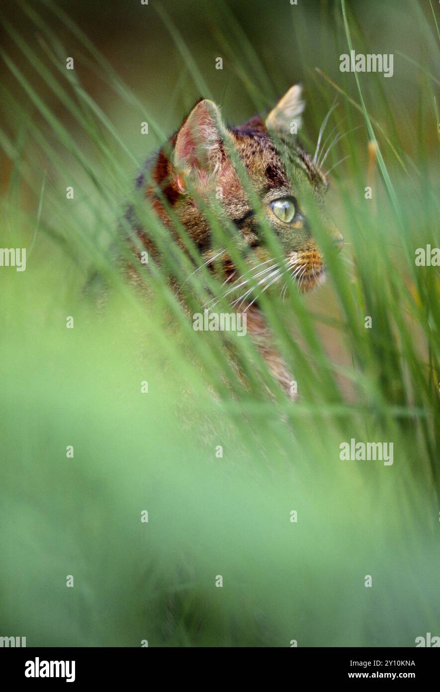 Chat sauvage écossais (Felis silvestris grampia) juvénile semi-habitué en pelage d'été, vivant sauvage dans oakwood indigène, Lochaber, Écosse, septembre Banque D'Images