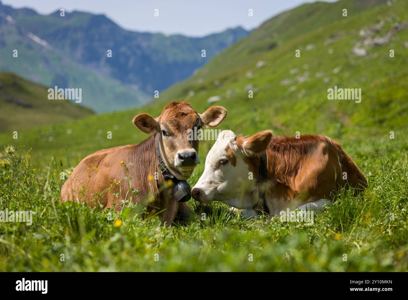 Deux bovins haut dans les montagnes couchés dans l'herbe Banque D'Images