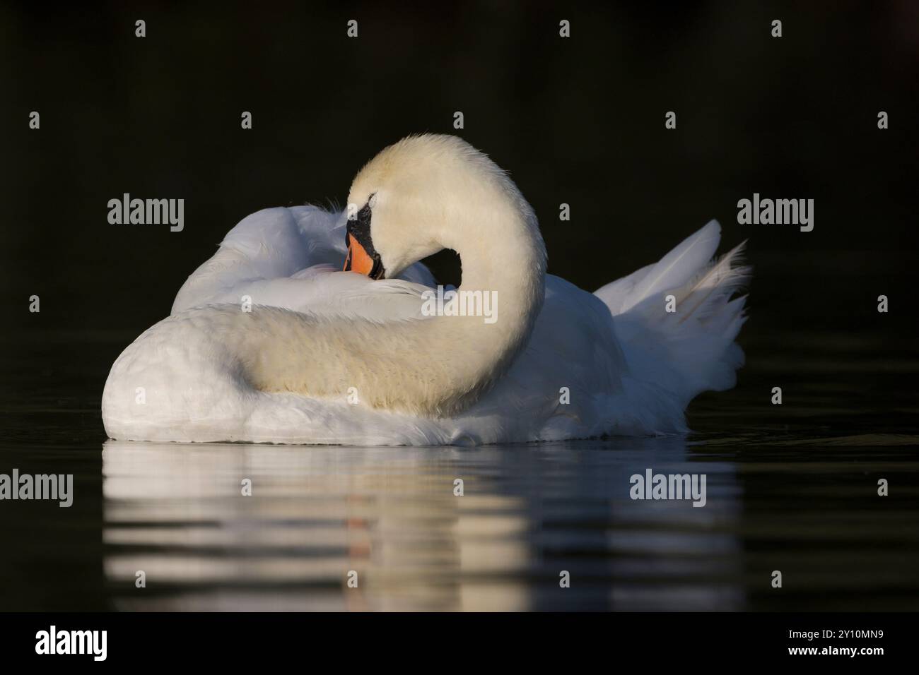 Cygne blanc dans la lumière du matin sur l'eau collant son bec dans son plumage Banque D'Images Cygne blanc dans la lumière du matin sur l'eau collant son bec dans son plumage Banque D'Images