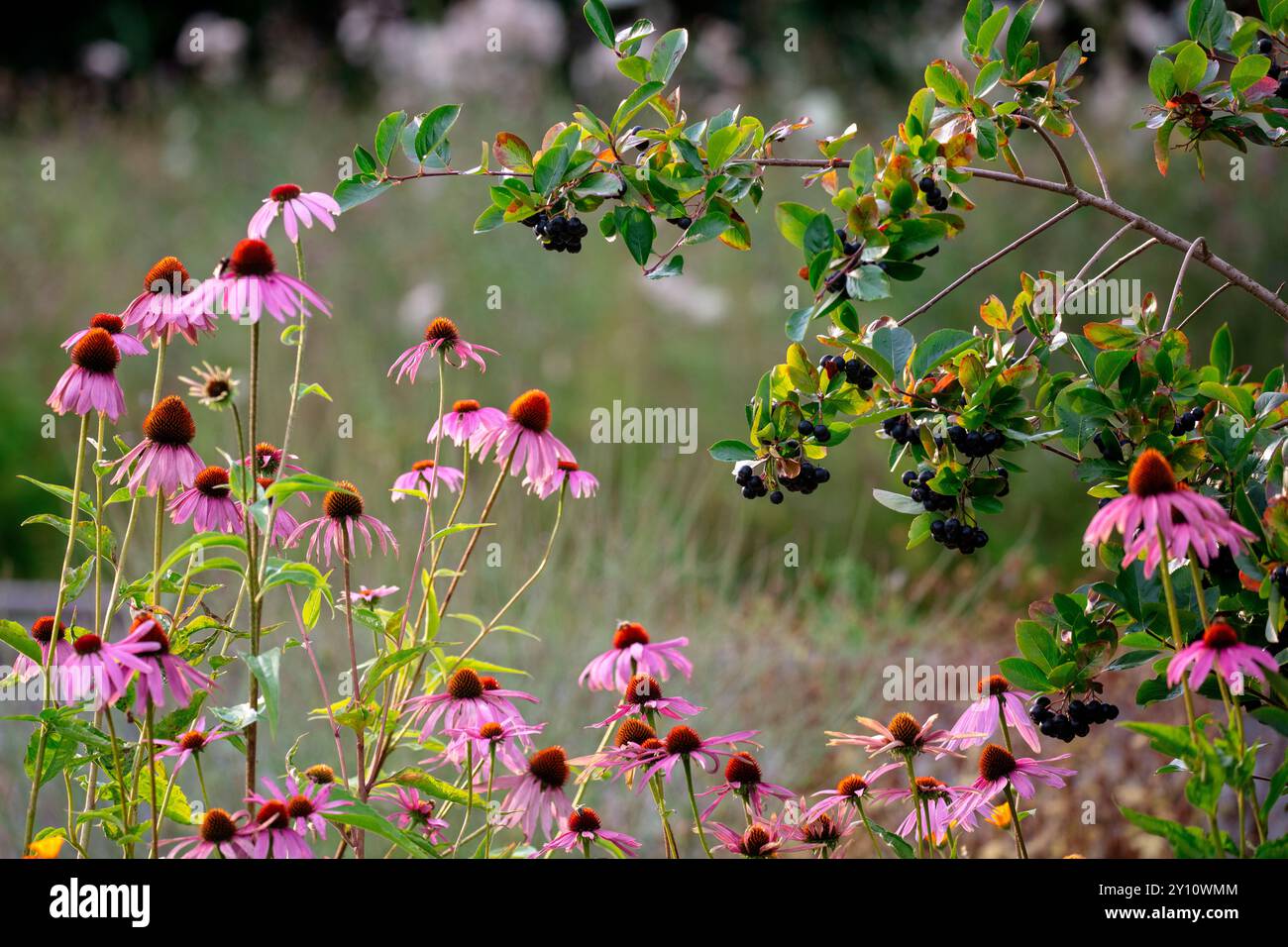 Chokeberry noir (Aronia melanocarpa) avec coneflower violet (Echinacea purpurea) dans le jardin de l'apothicaire Banque D'Images