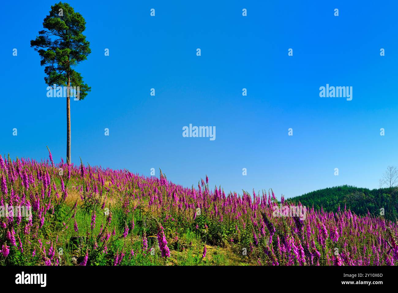 Europe, Allemagne, Rhénanie du Nord-Westphalie, Parc naturel de Rothaargebirge, sentier de randonnée Rothaarsteig, fleurs du gant rouge (Digitalis purpurea) Banque D'Images