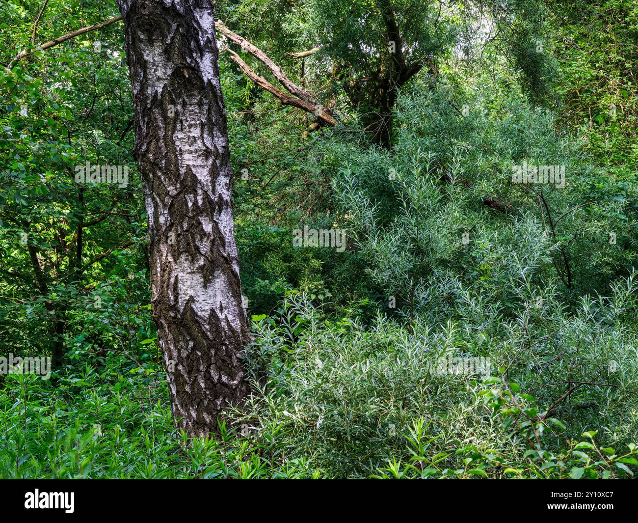 Le long de la Lech dans la réserve naturelle d'Augsbourg Nördliche Lechauen Banque D'Images