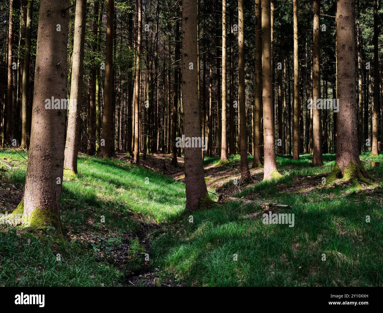 Sources de Schmutter, Augsburg Western Forests nature Park Banque D'Images