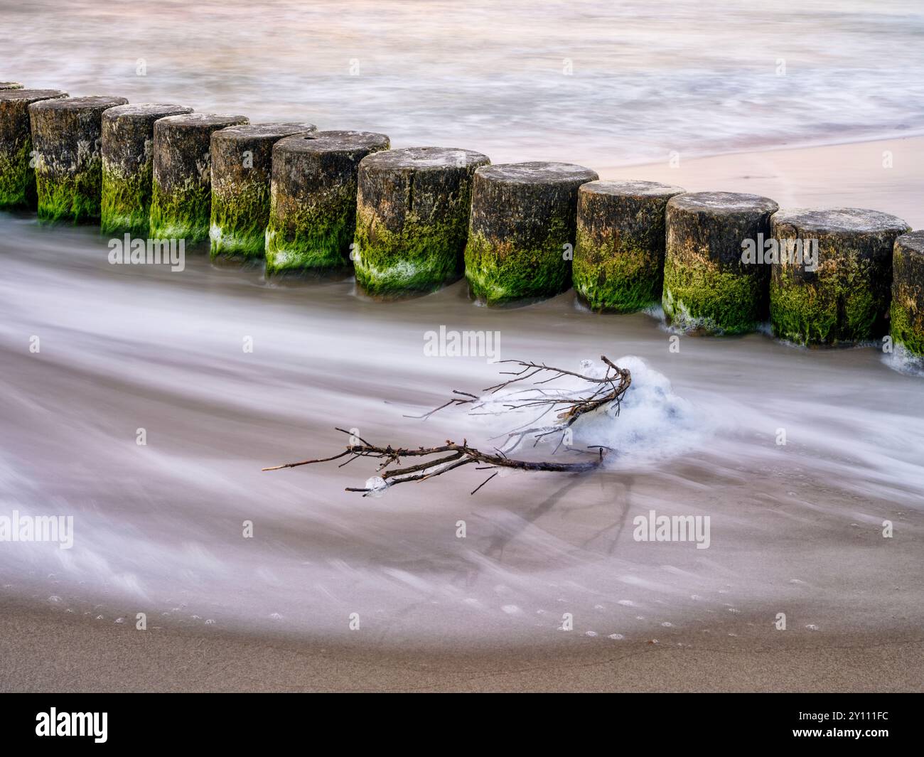 Paysage côtier entre Wustrow et Ahrenshoop, groynes dans le sable Banque D'Images