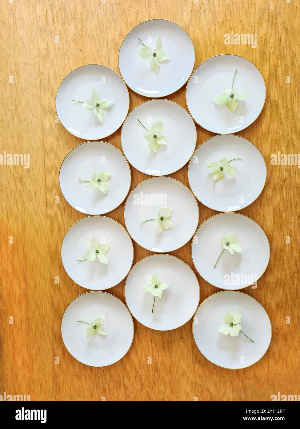 12 assiettes blanches disposées les unes à côté des autres comme un motif et photographiées d'en haut, chaque assiette est décorée d'une fleur de la plante de cornouiller Banque D'Images