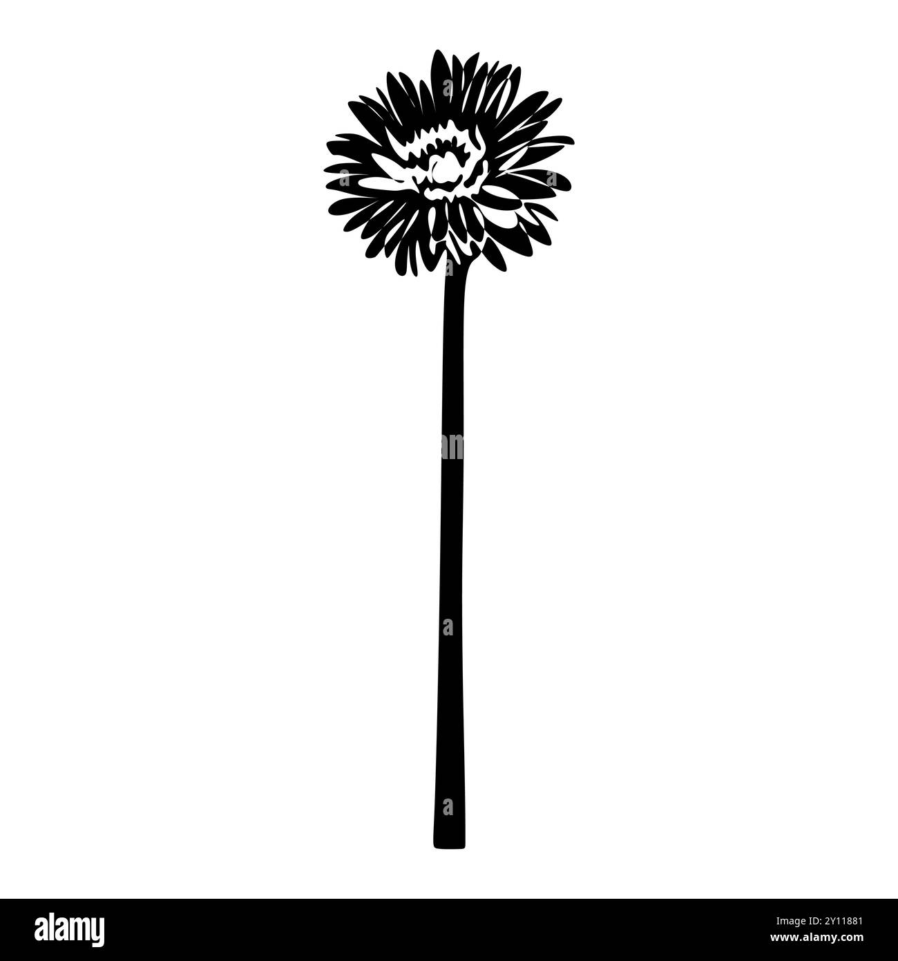 Gerbera silhouette noire et blanche. Silhouette florale. Fleurs dessinées à la main. Silhouette Botanical Black isolée sur fond blanc Illustration de Vecteur